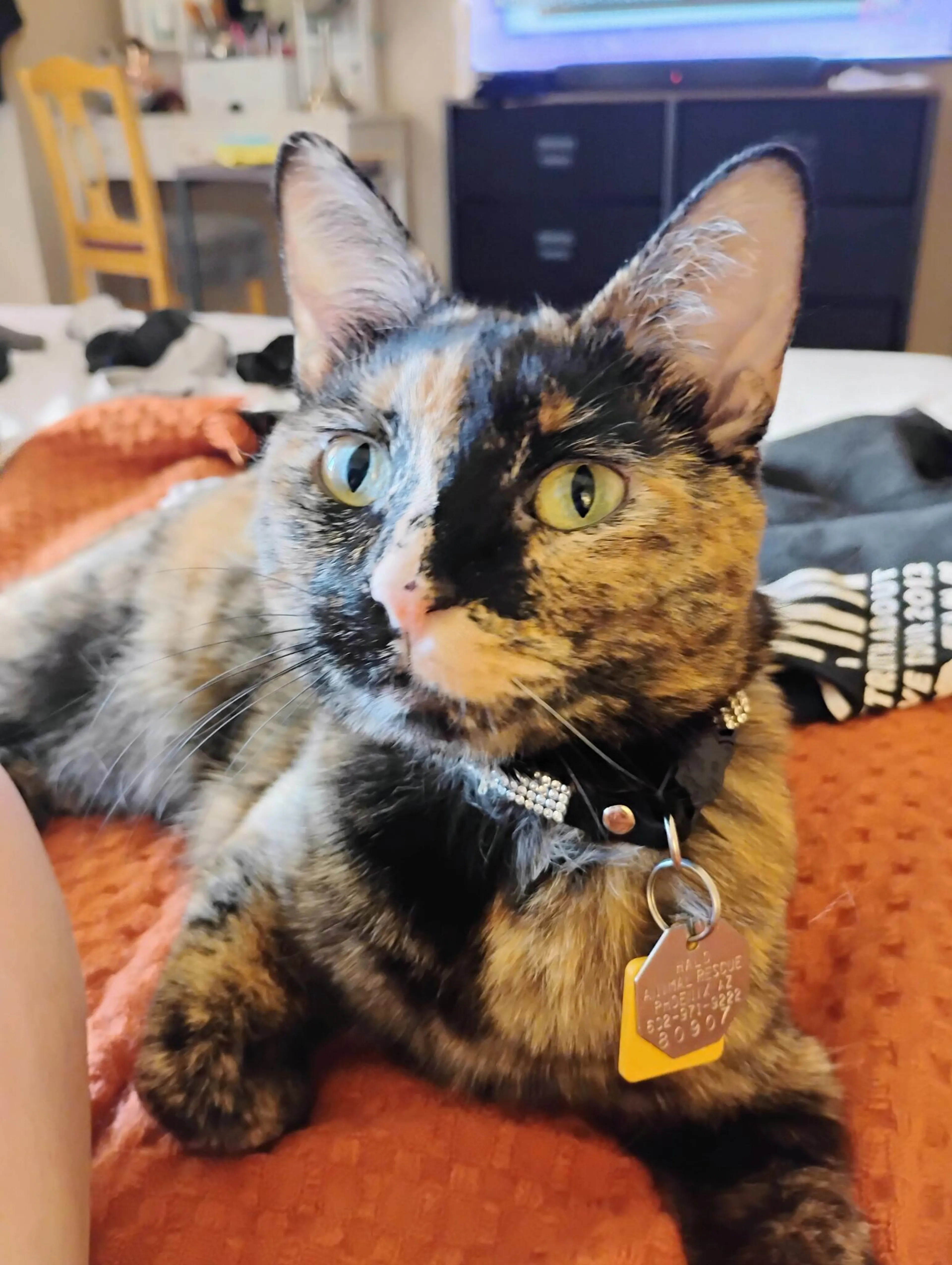 Lost pet