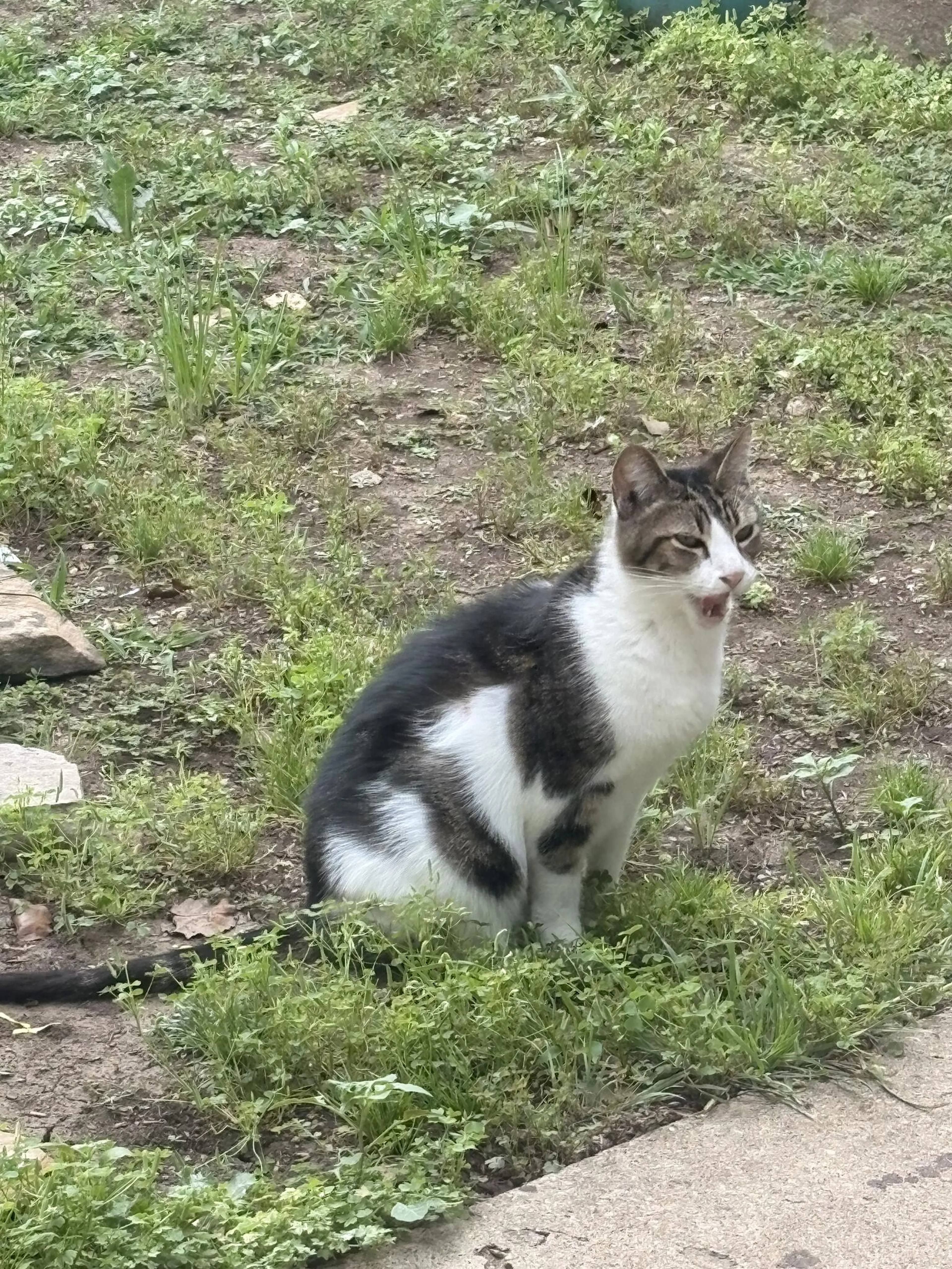 Found pet