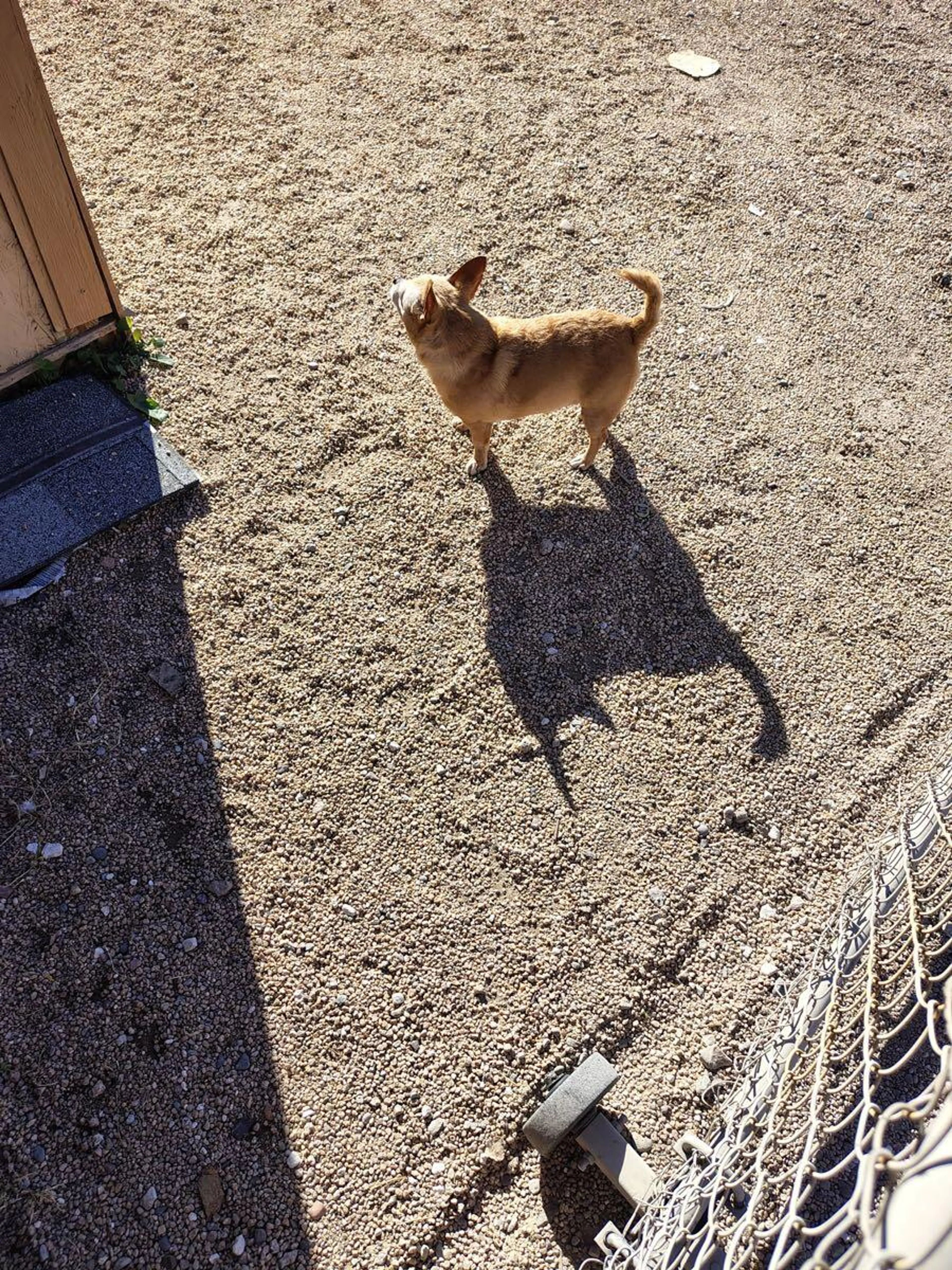 Lost pet