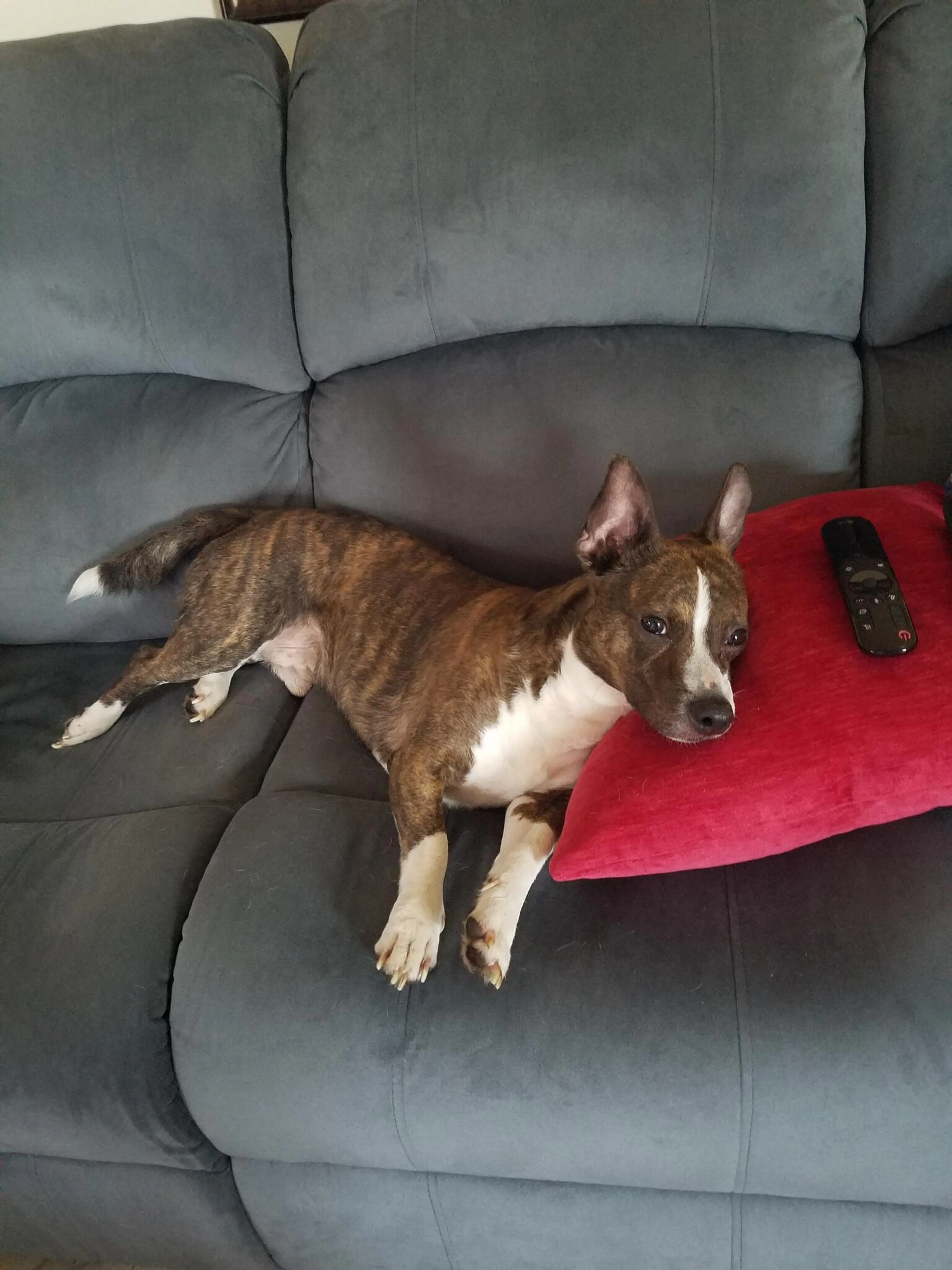 Found pet