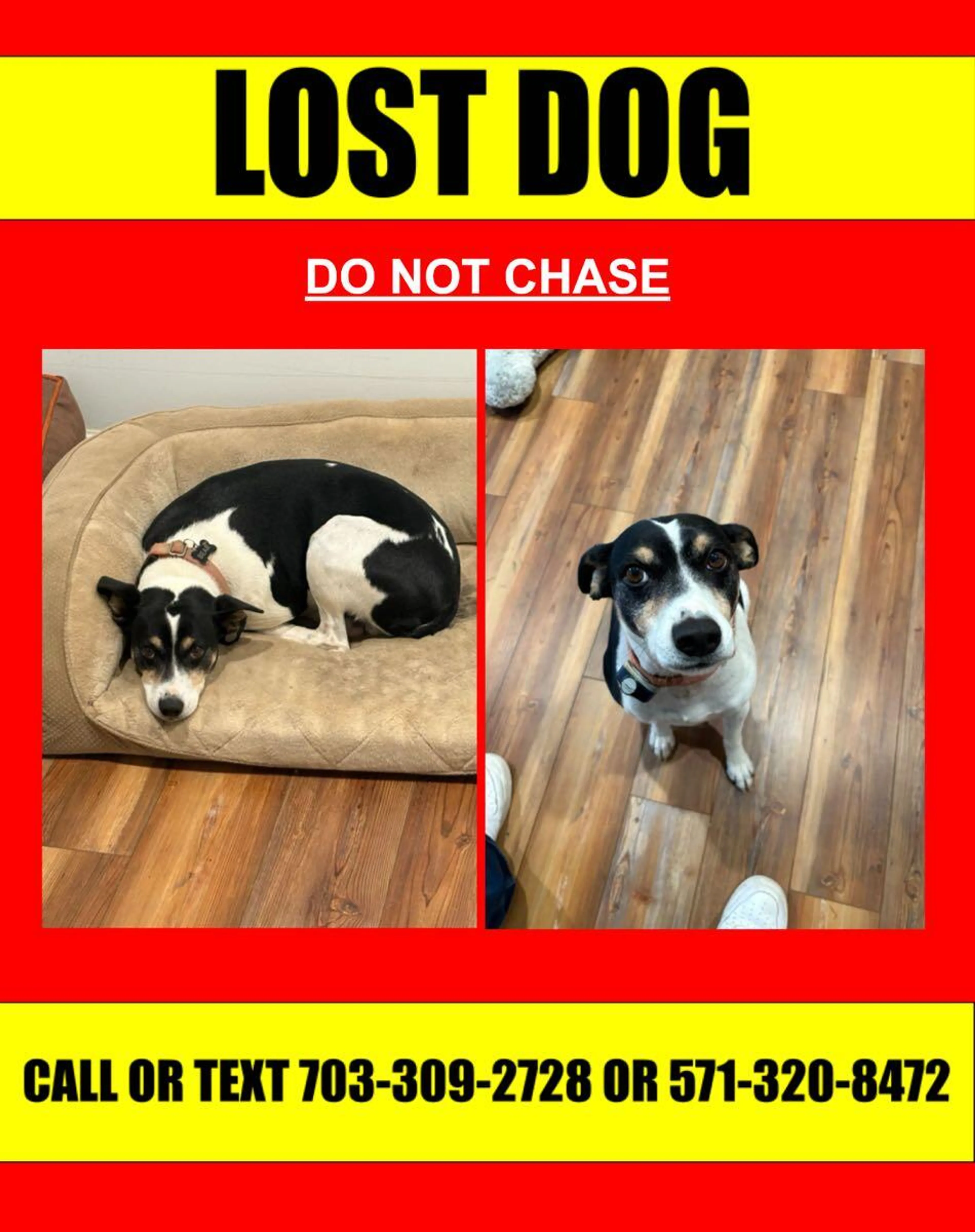 Lost pet