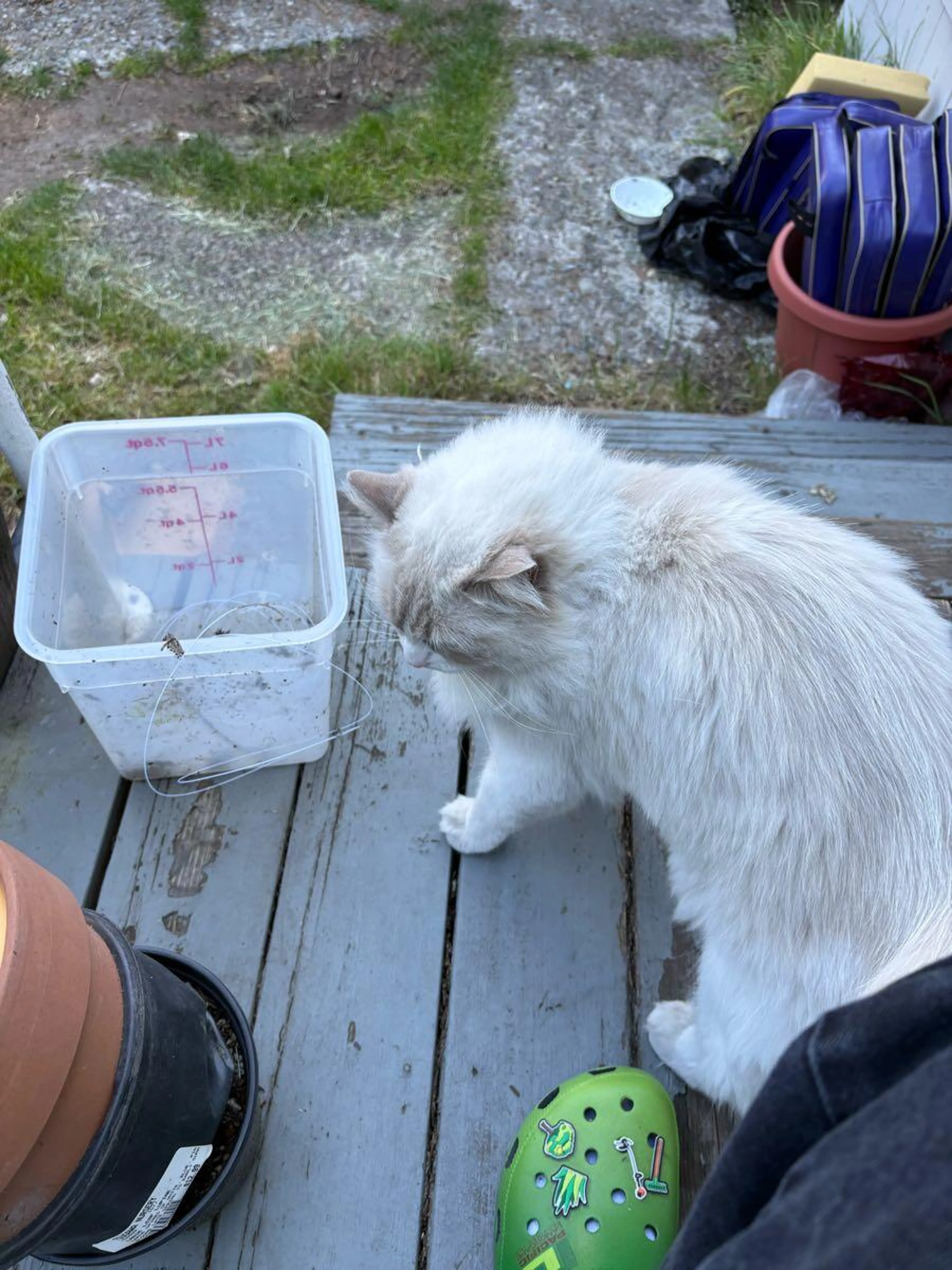 Found pet