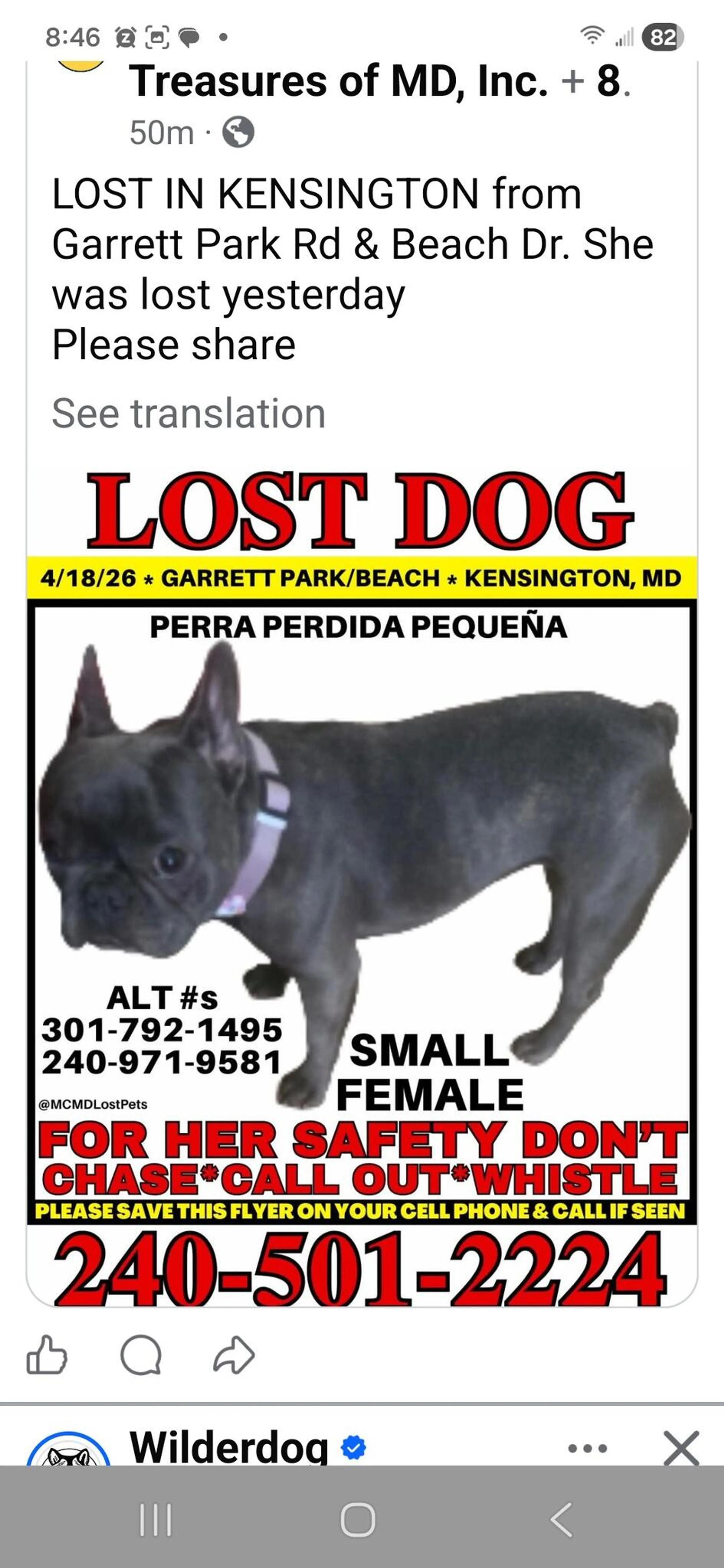 Lost pet