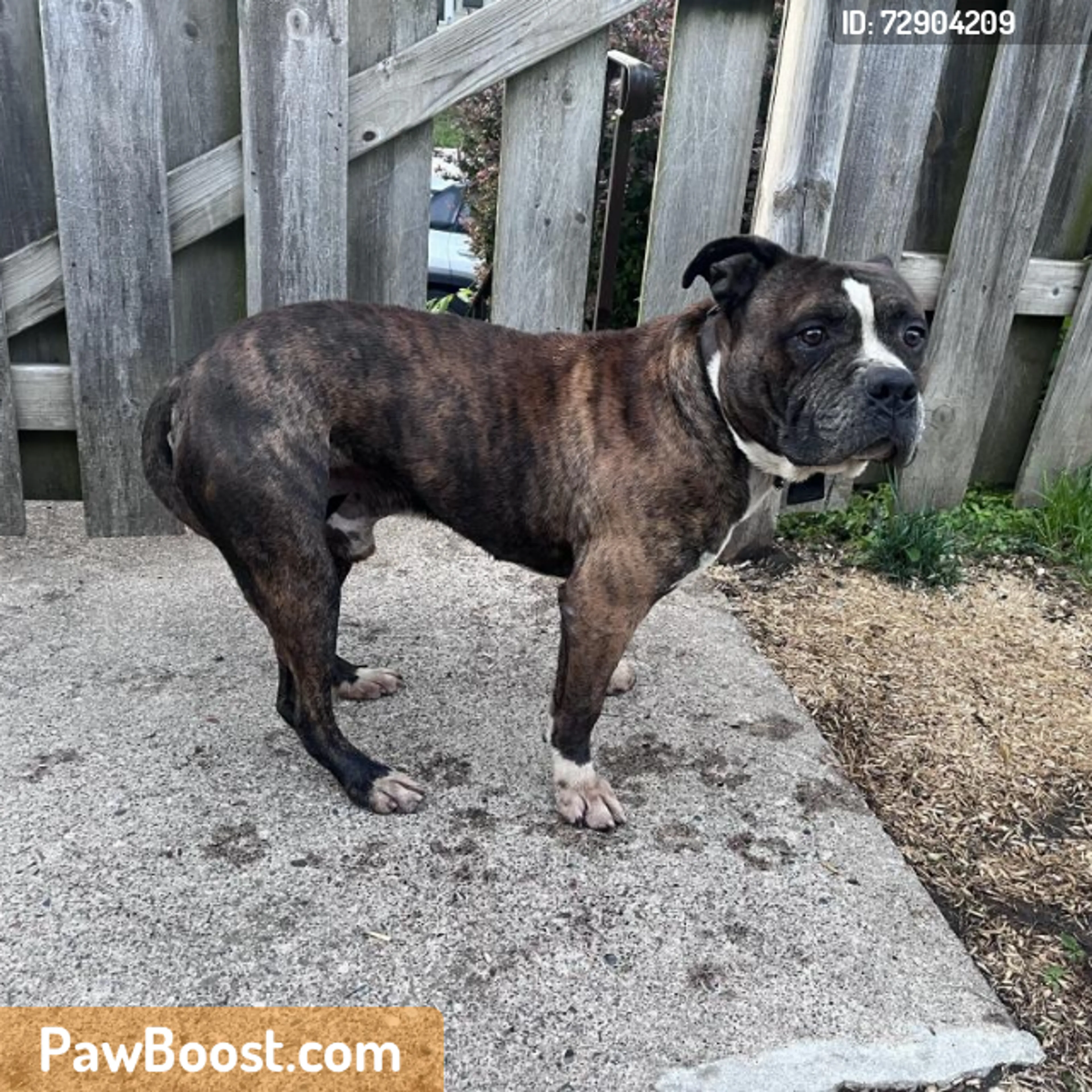 Found pet