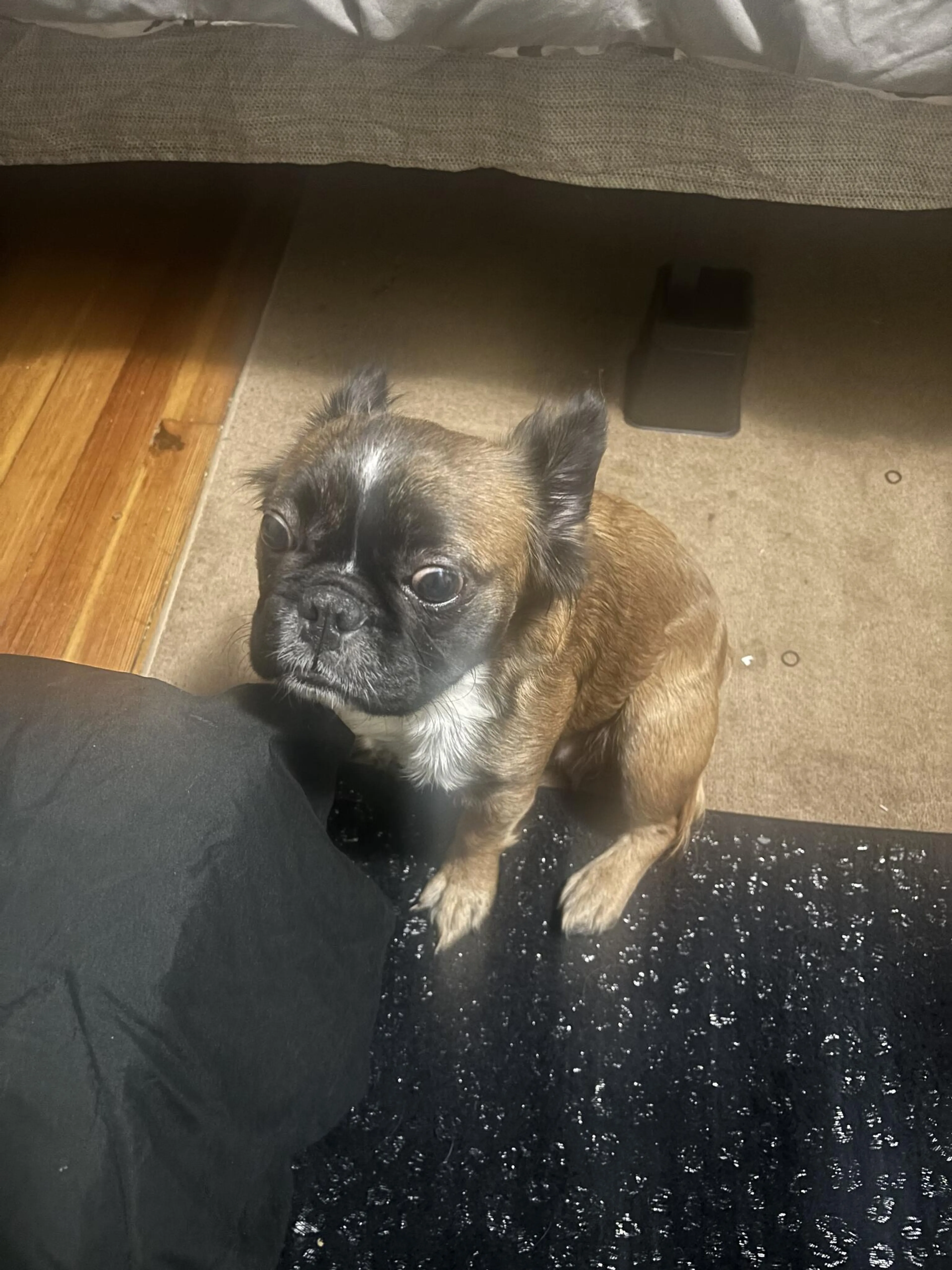 Found pet