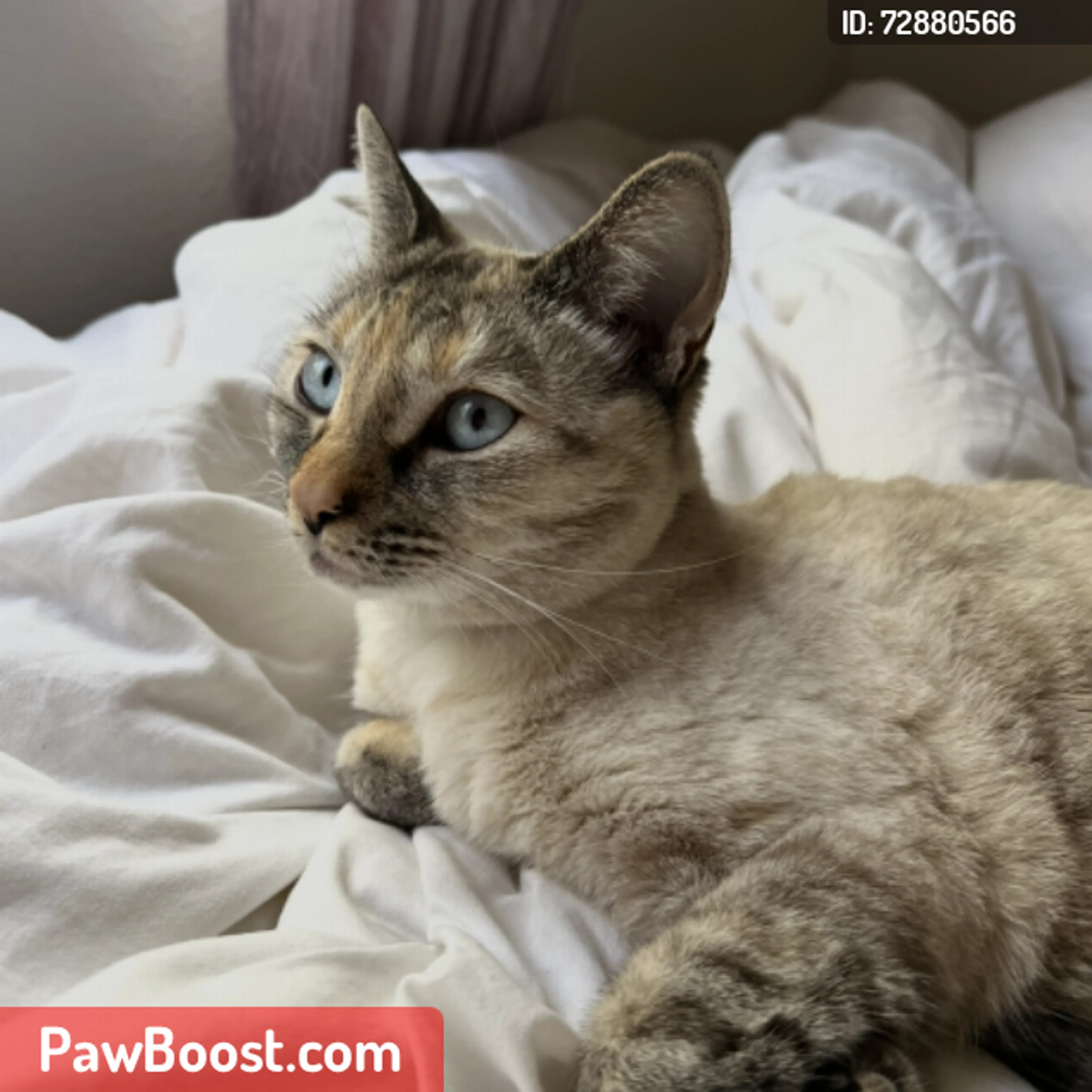 Lost pet