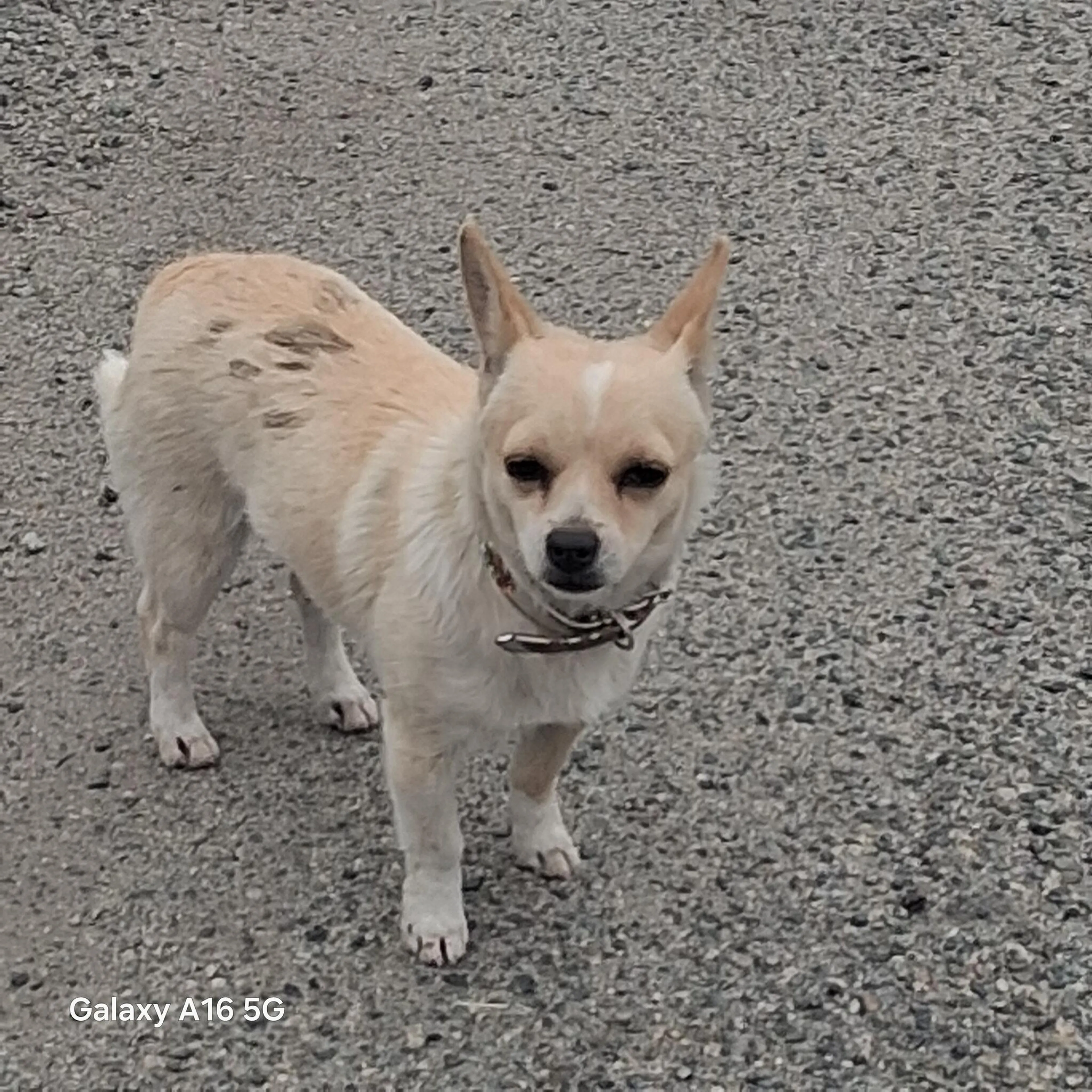 Lost pet