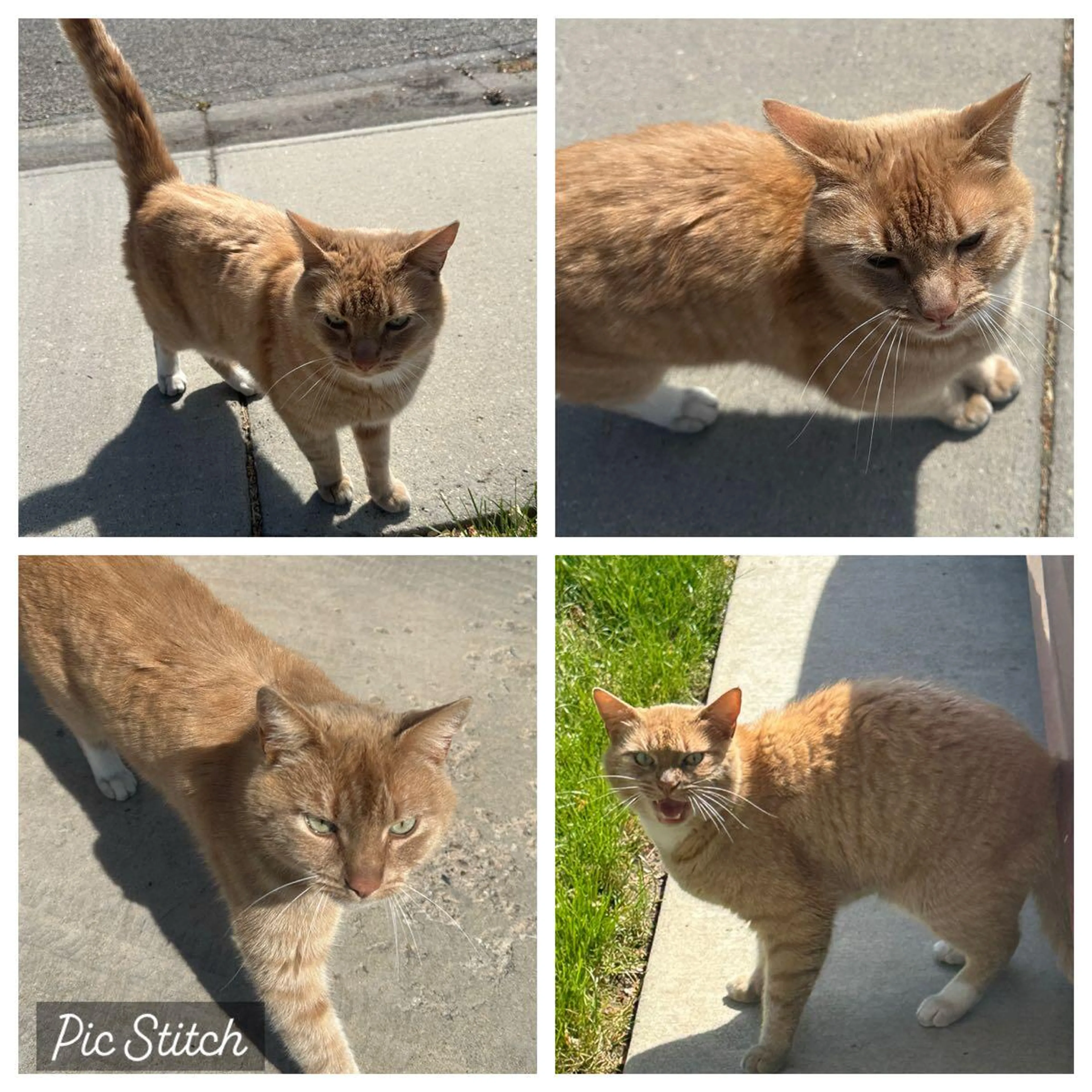 Found pet