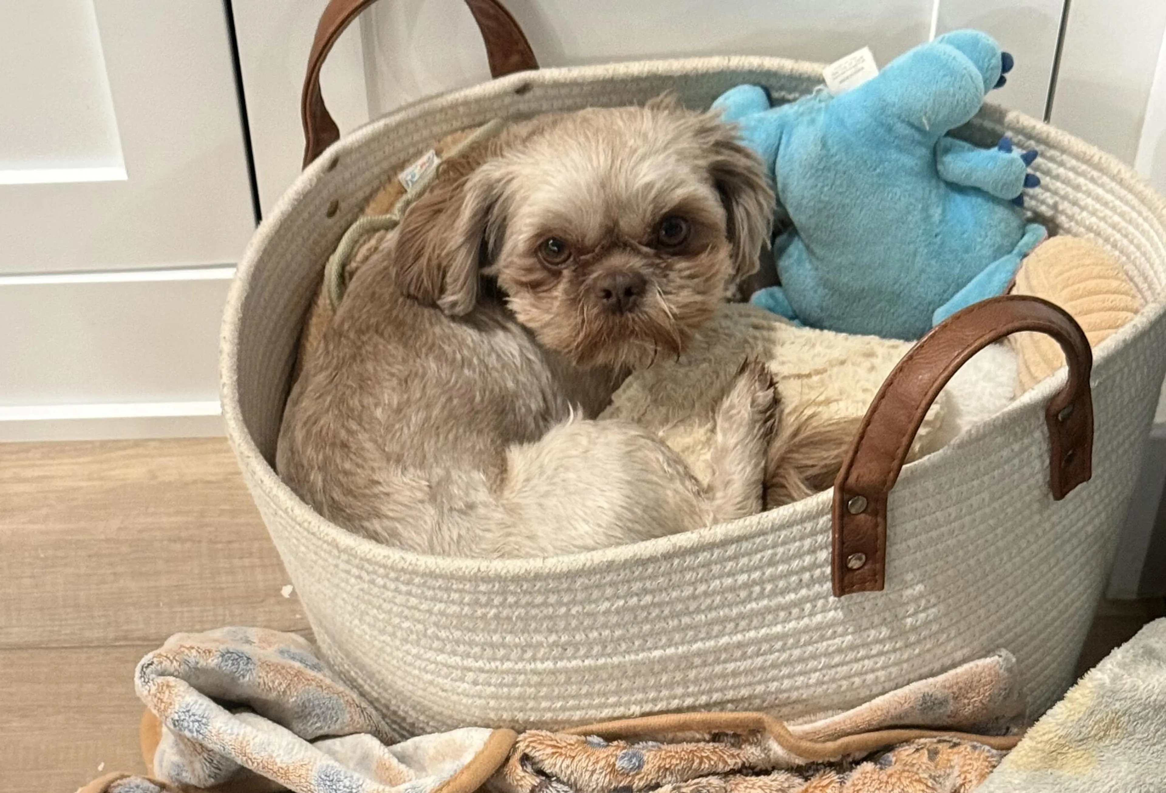 Lost pet