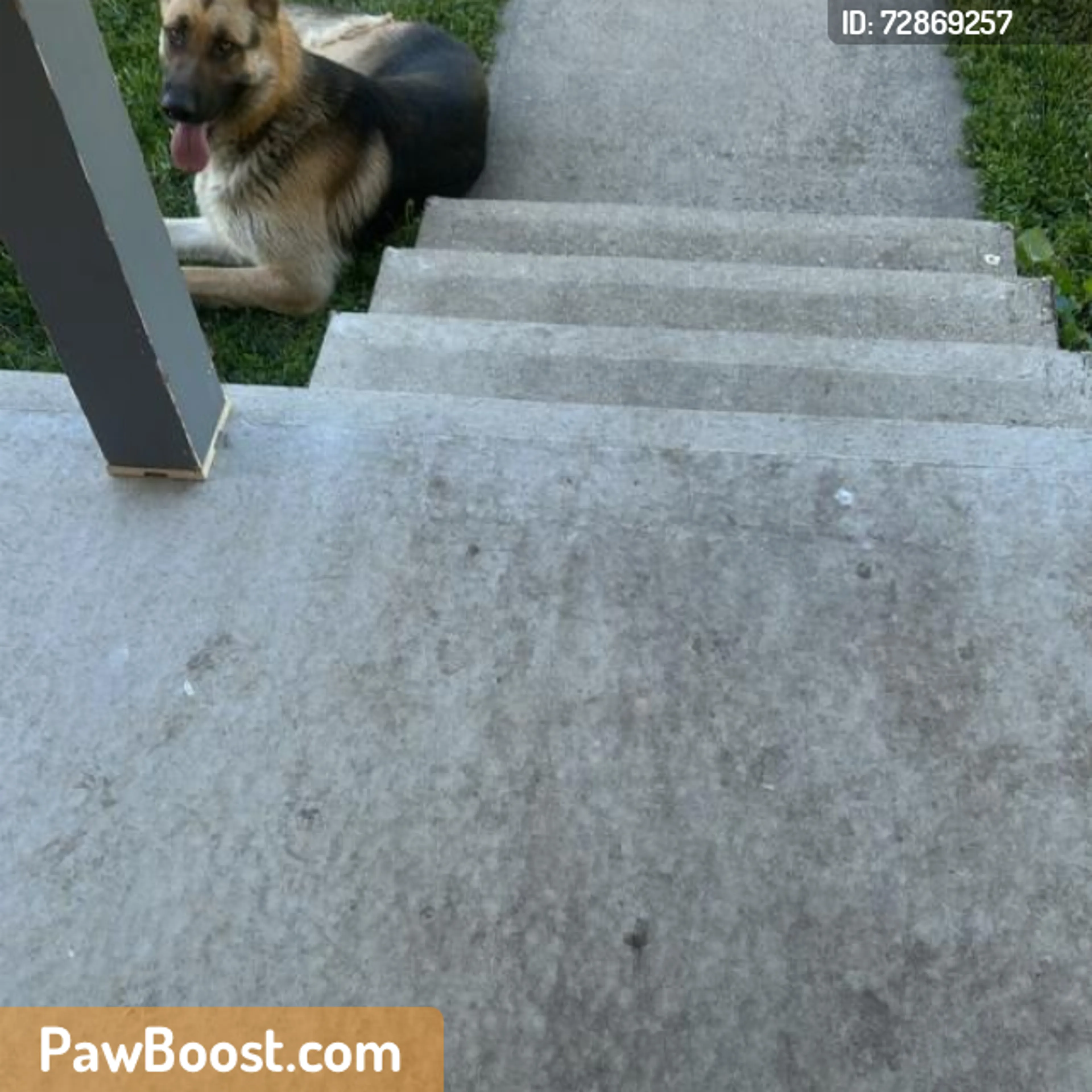 Found pet