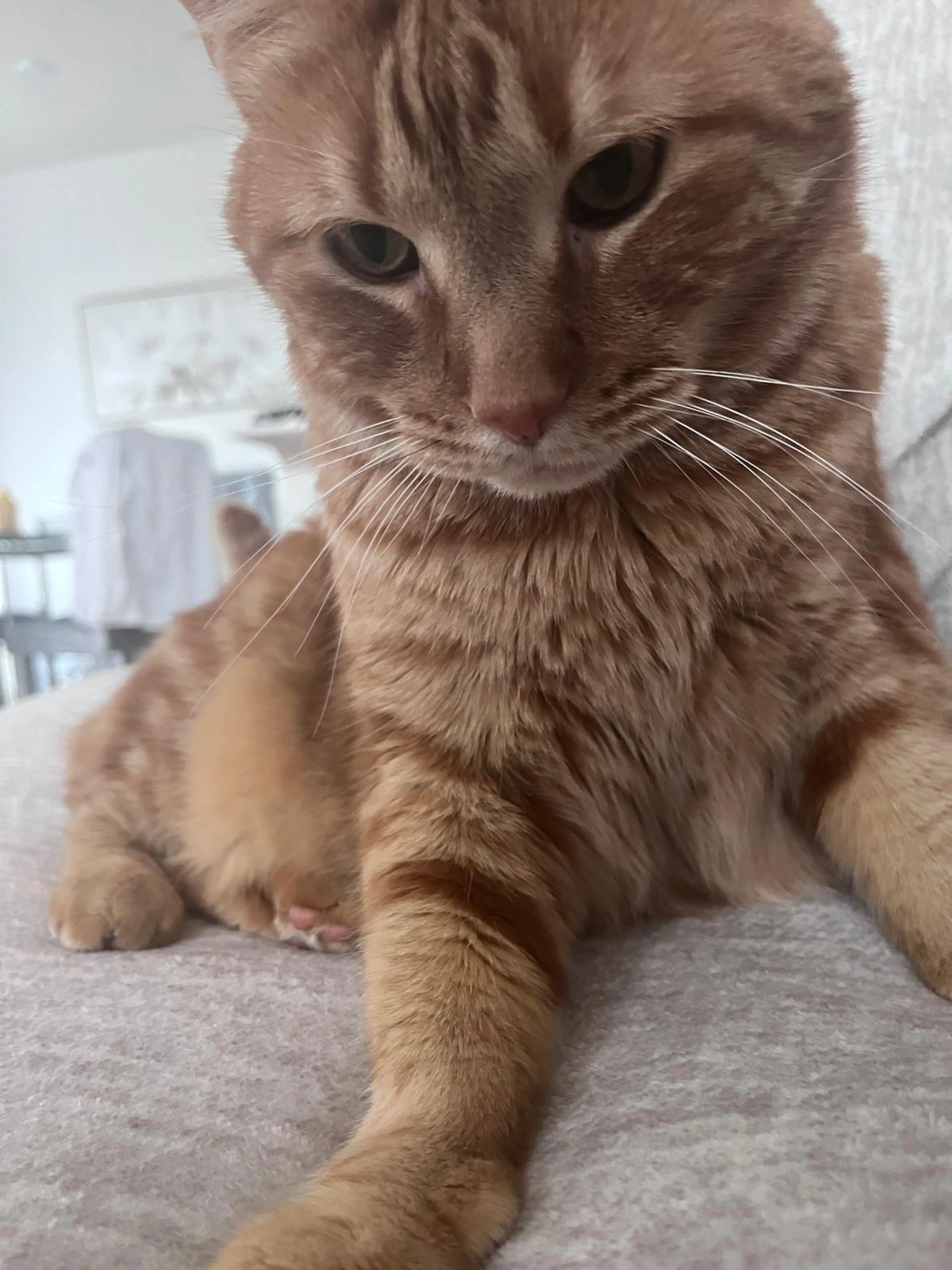 Lost pet