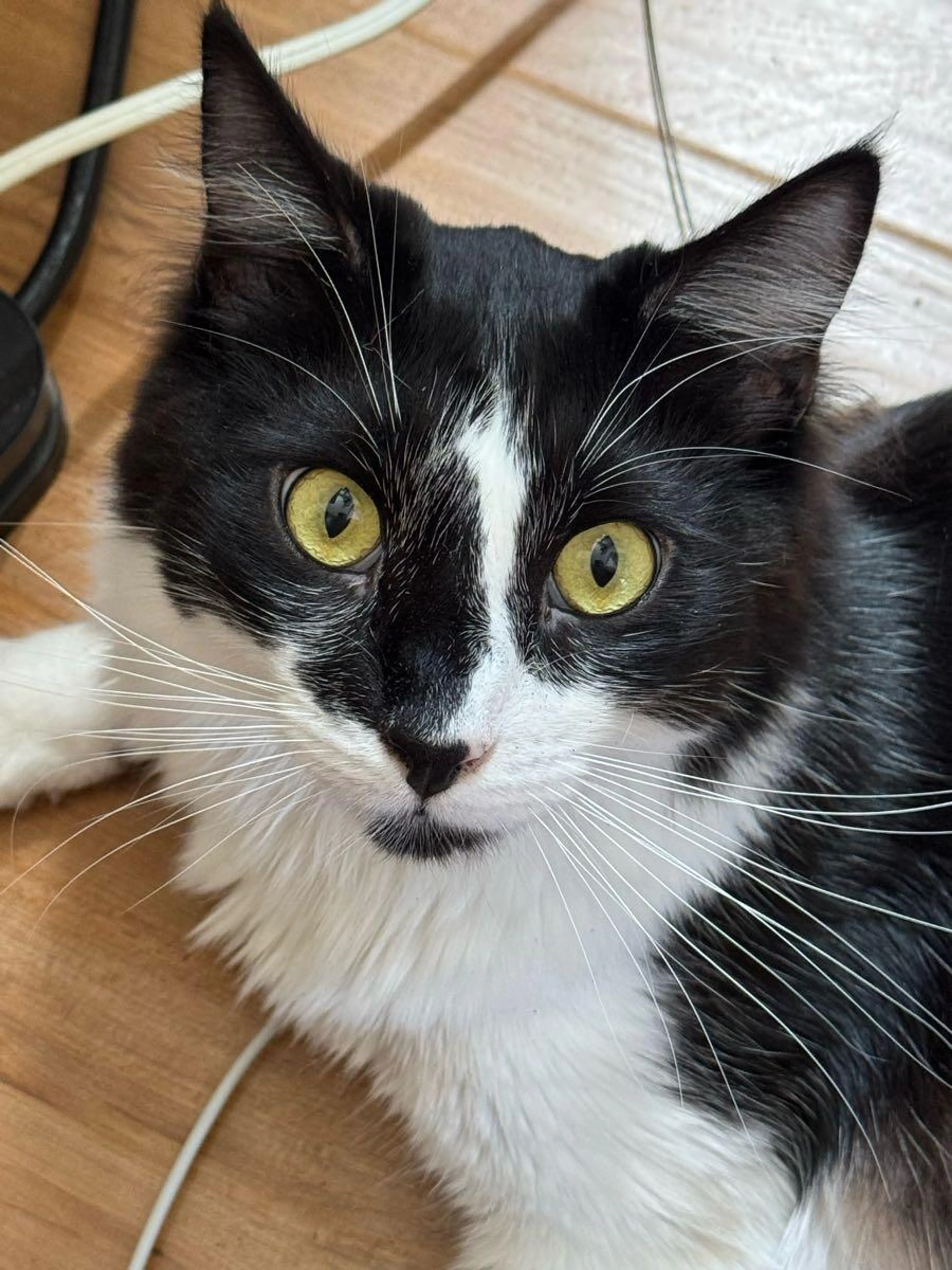 Lost pet