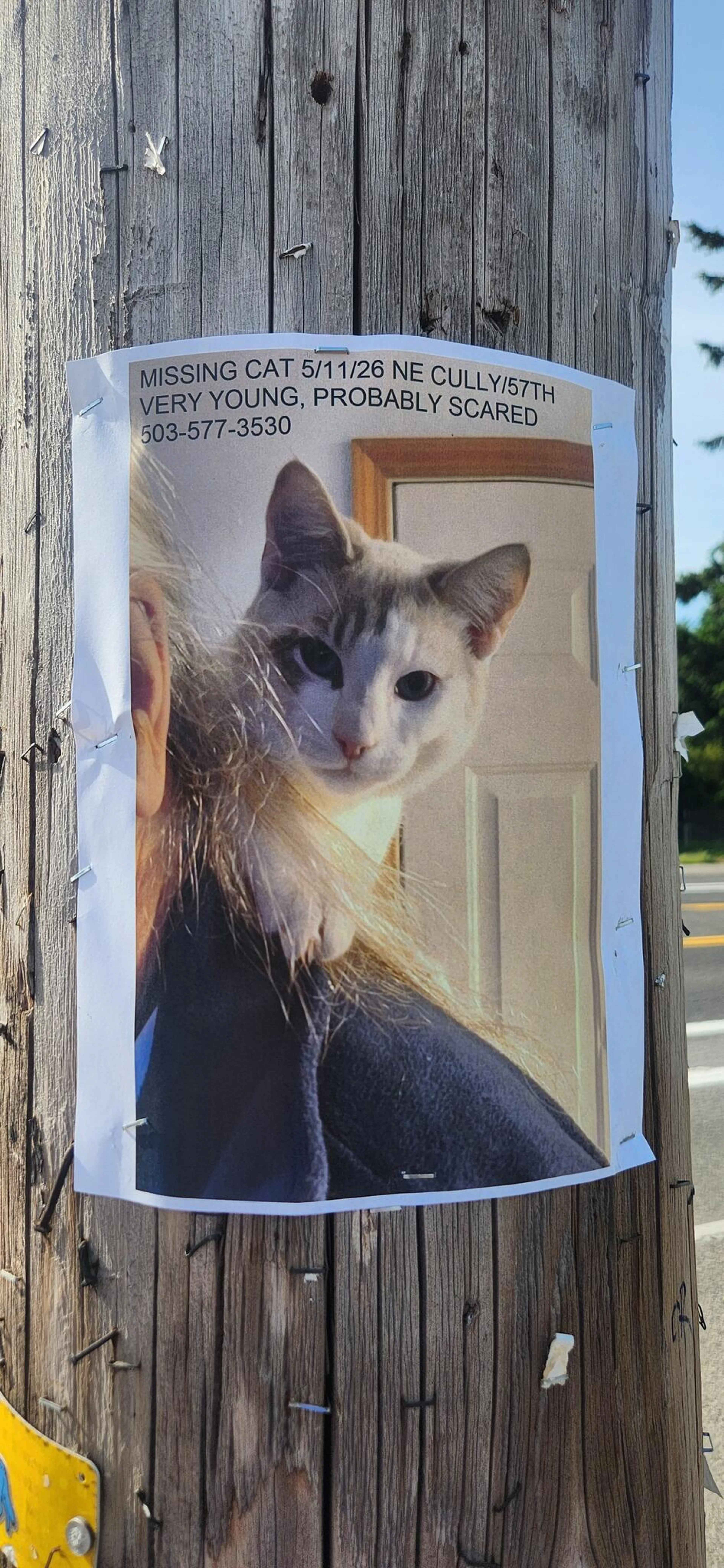 Lost pet