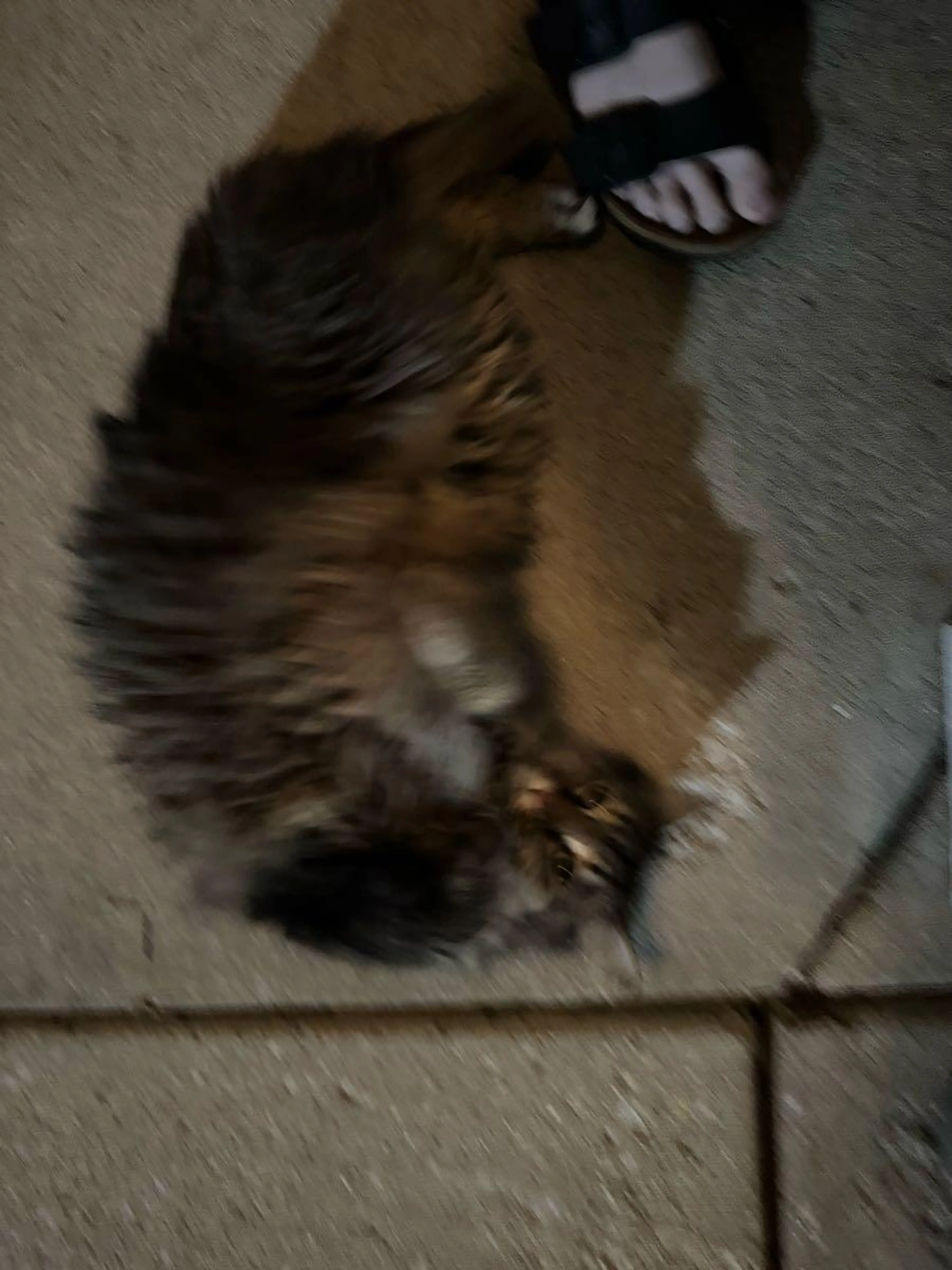 Found pet
