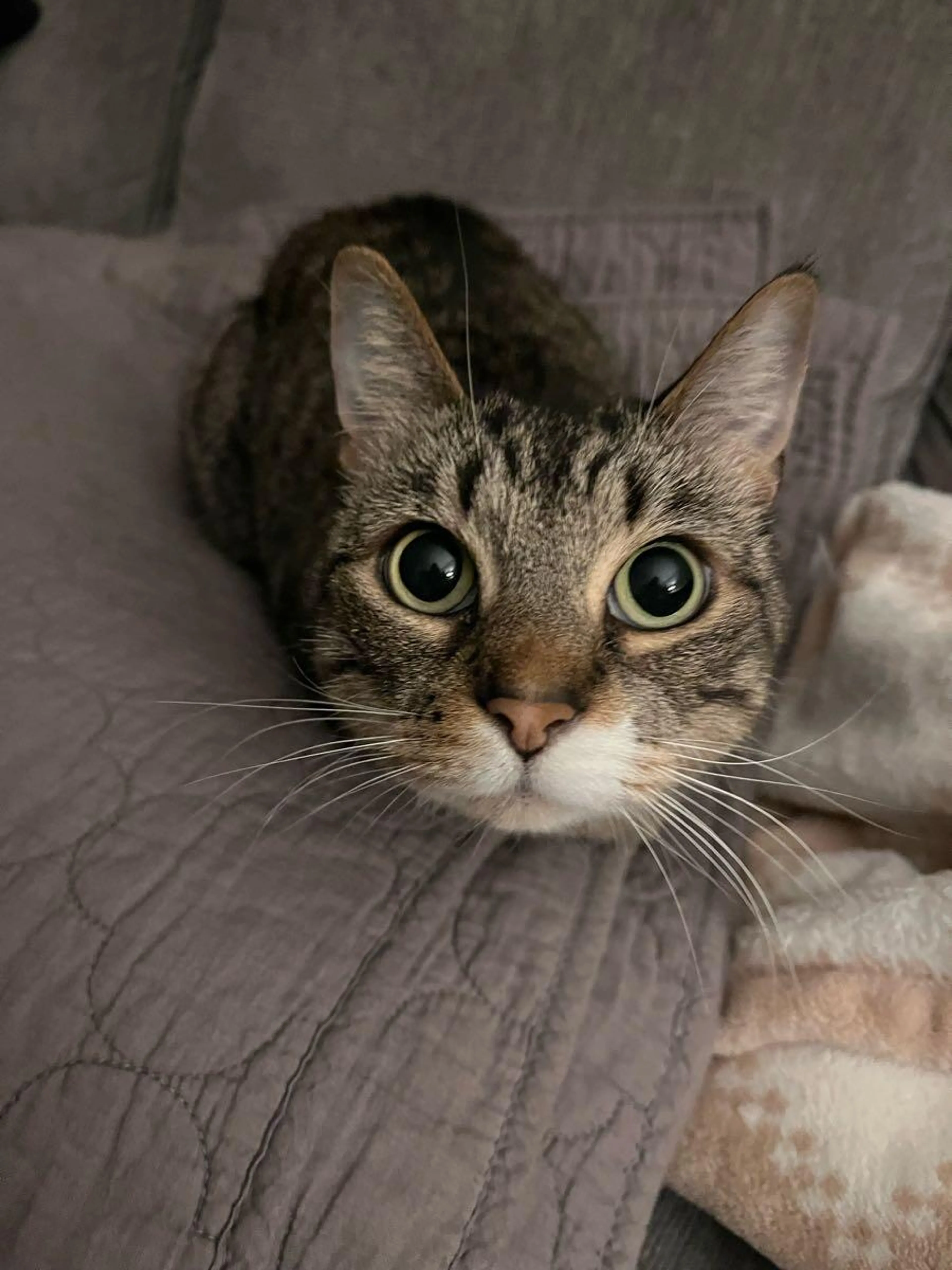 Lost pet