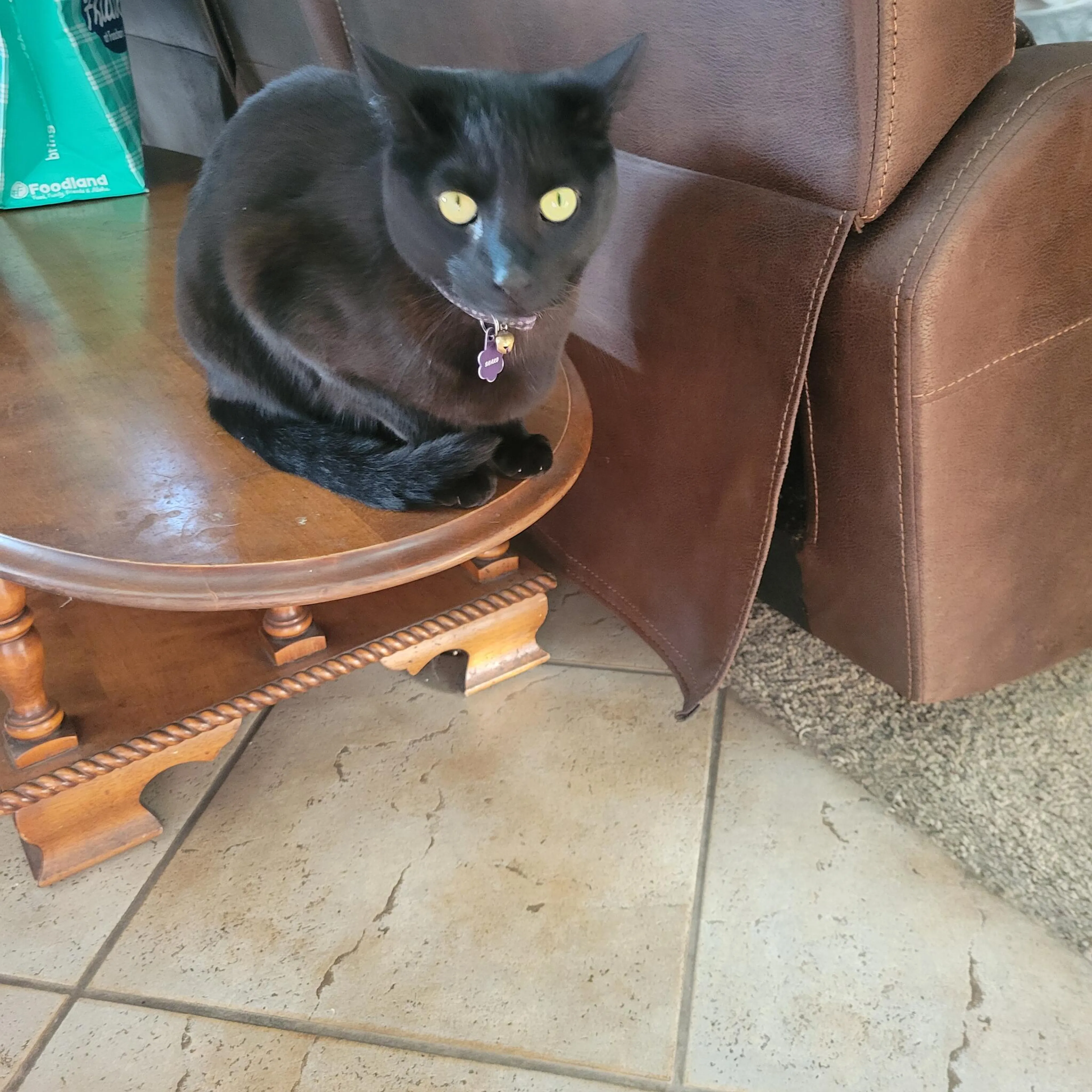 Lost pet