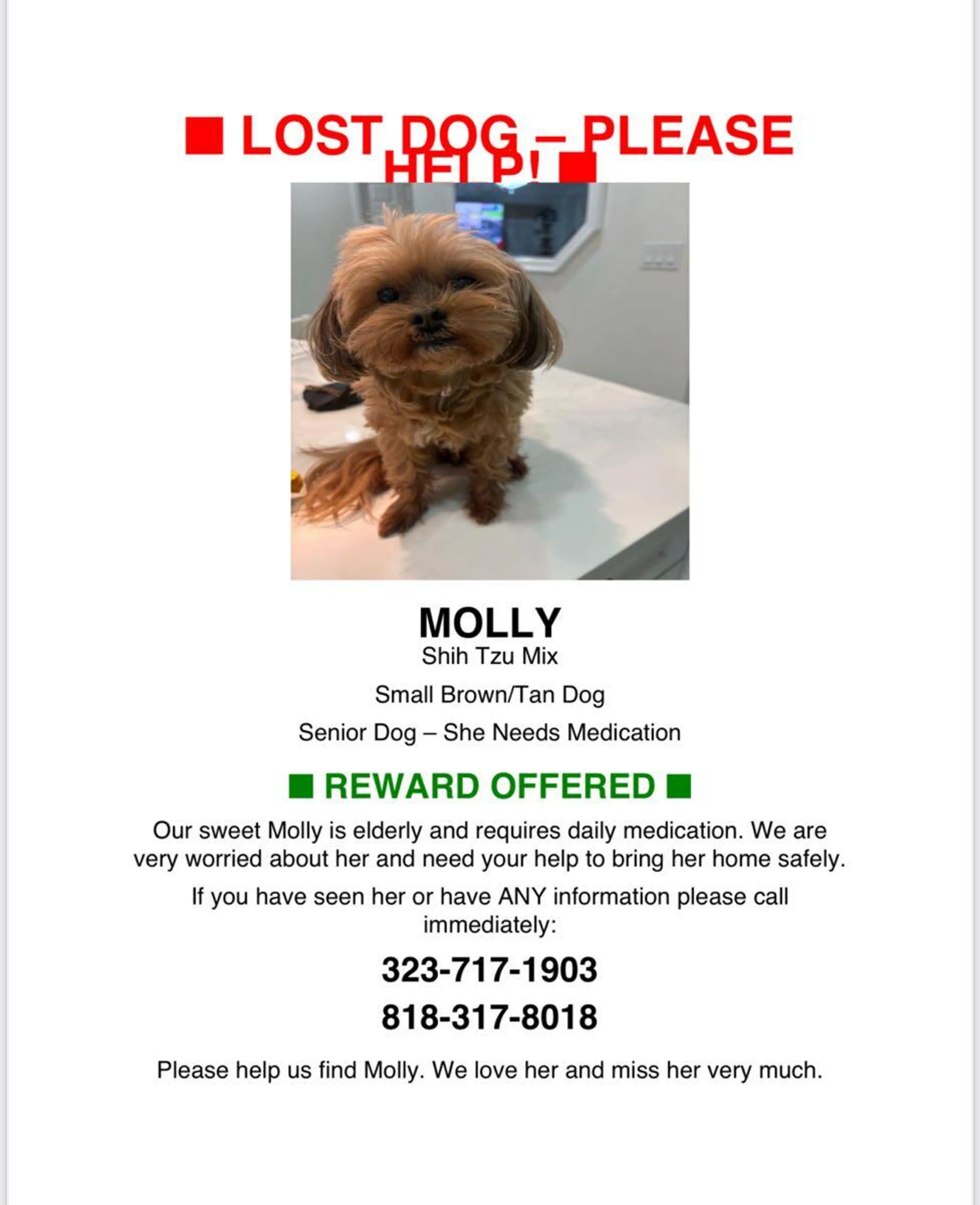 Lost pet