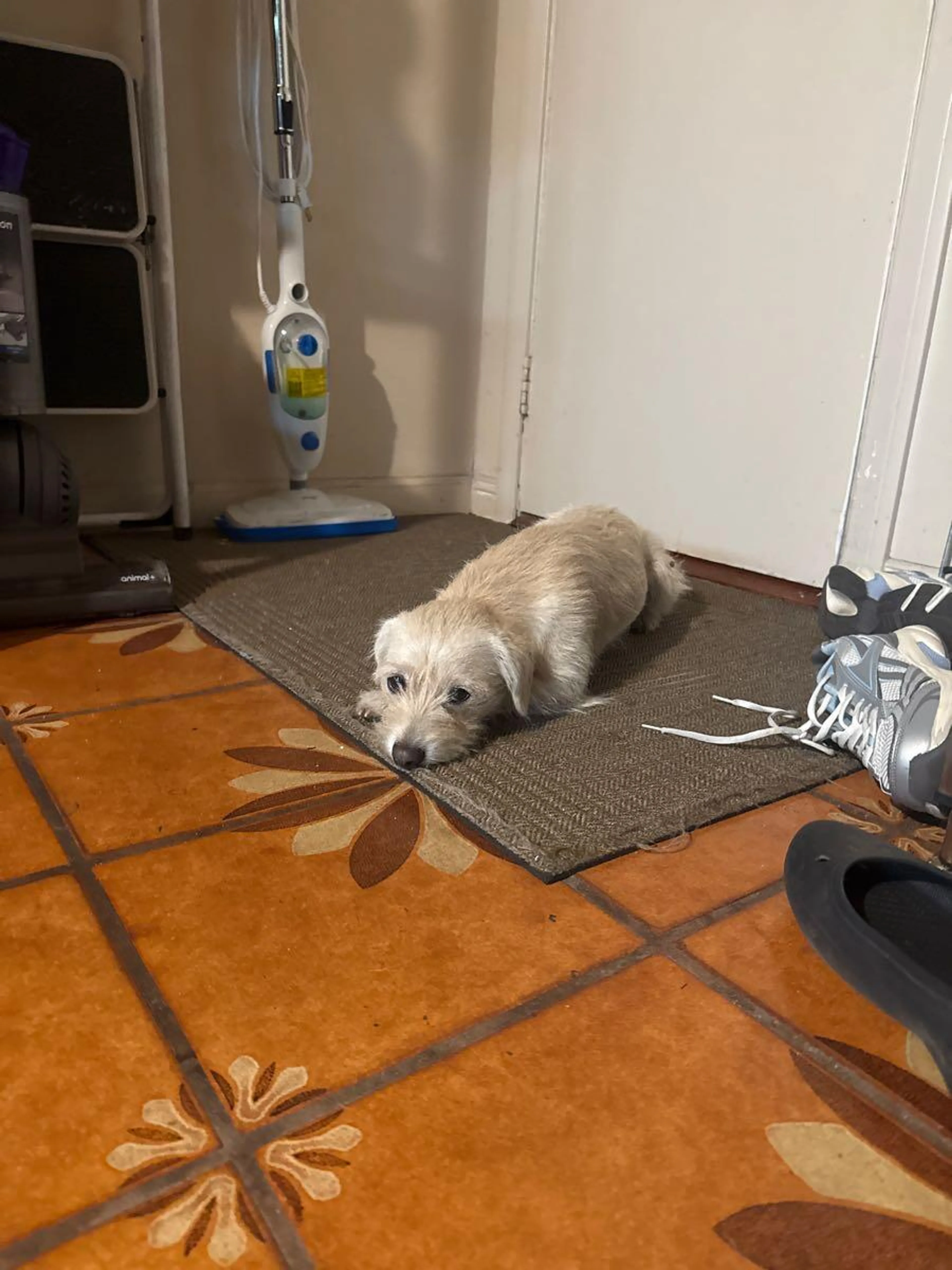 Found pet