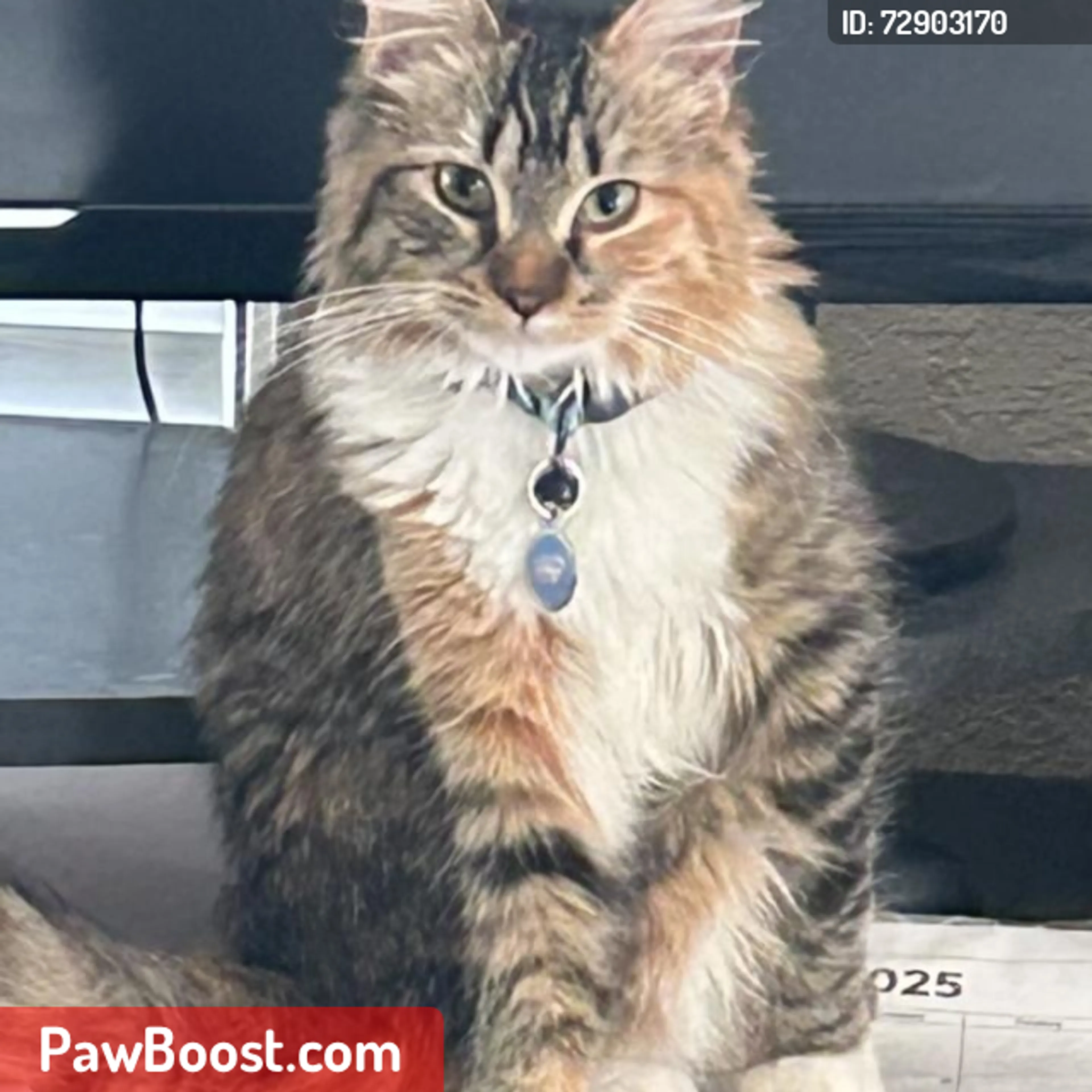 Lost pet