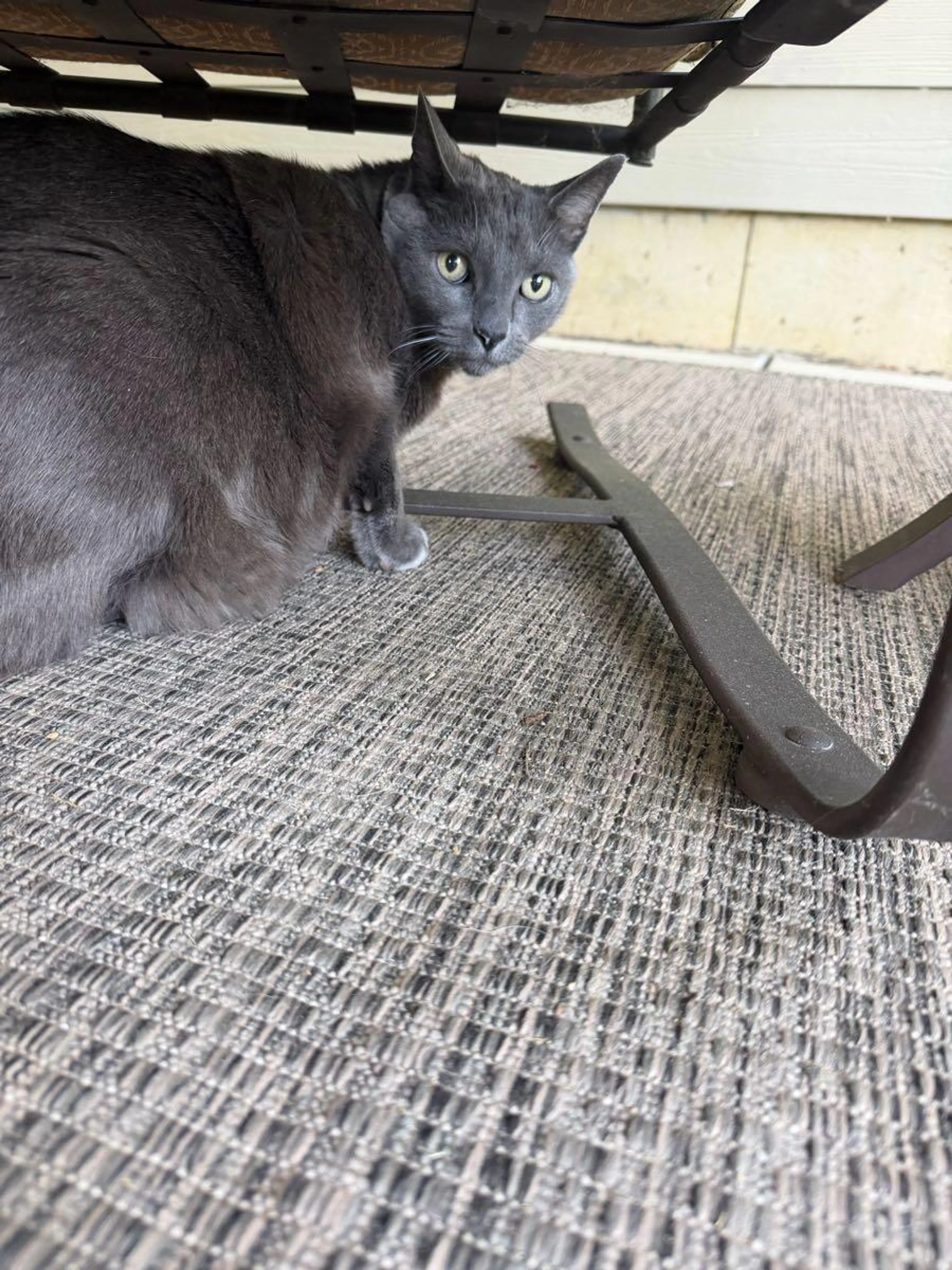 Found pet
