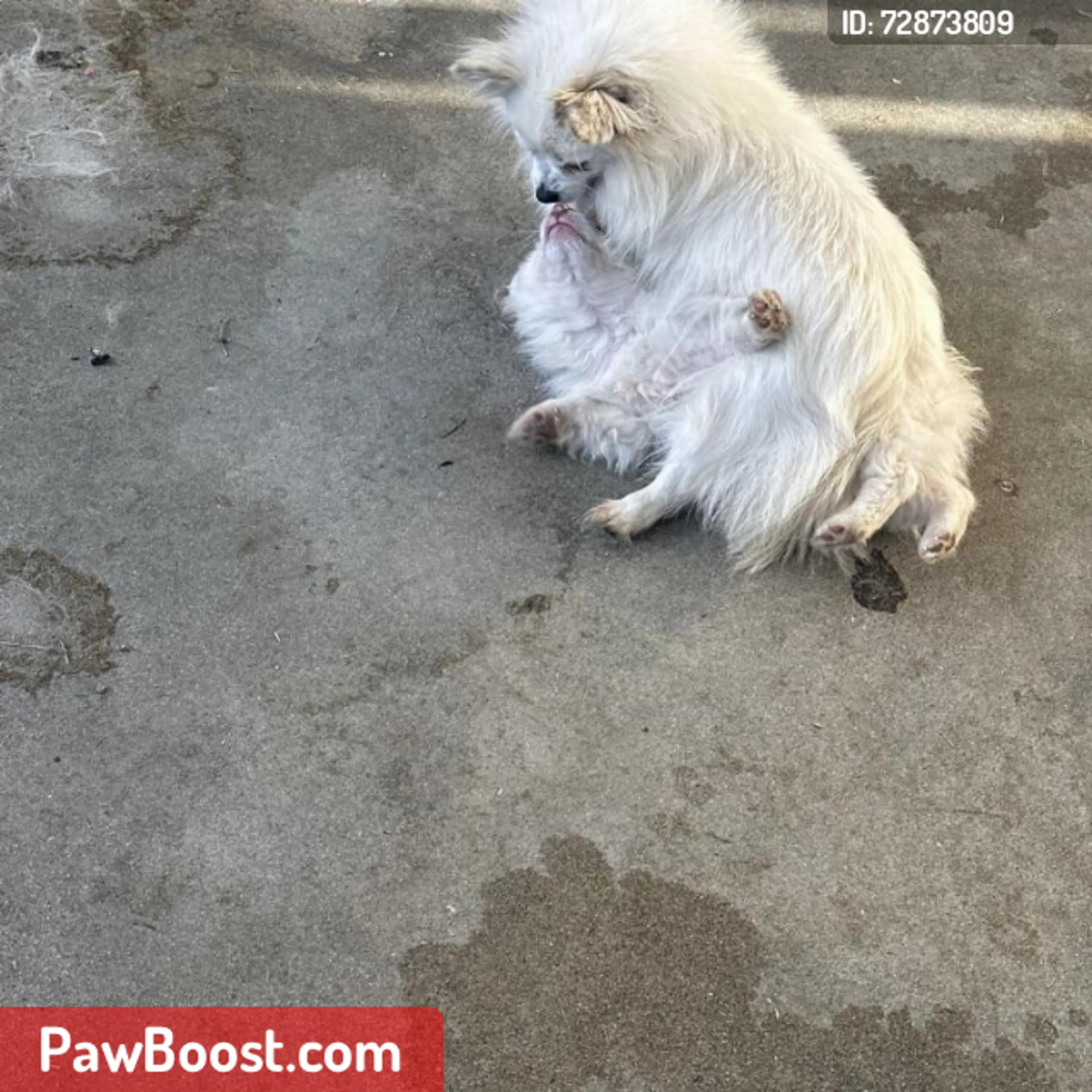 Lost pet