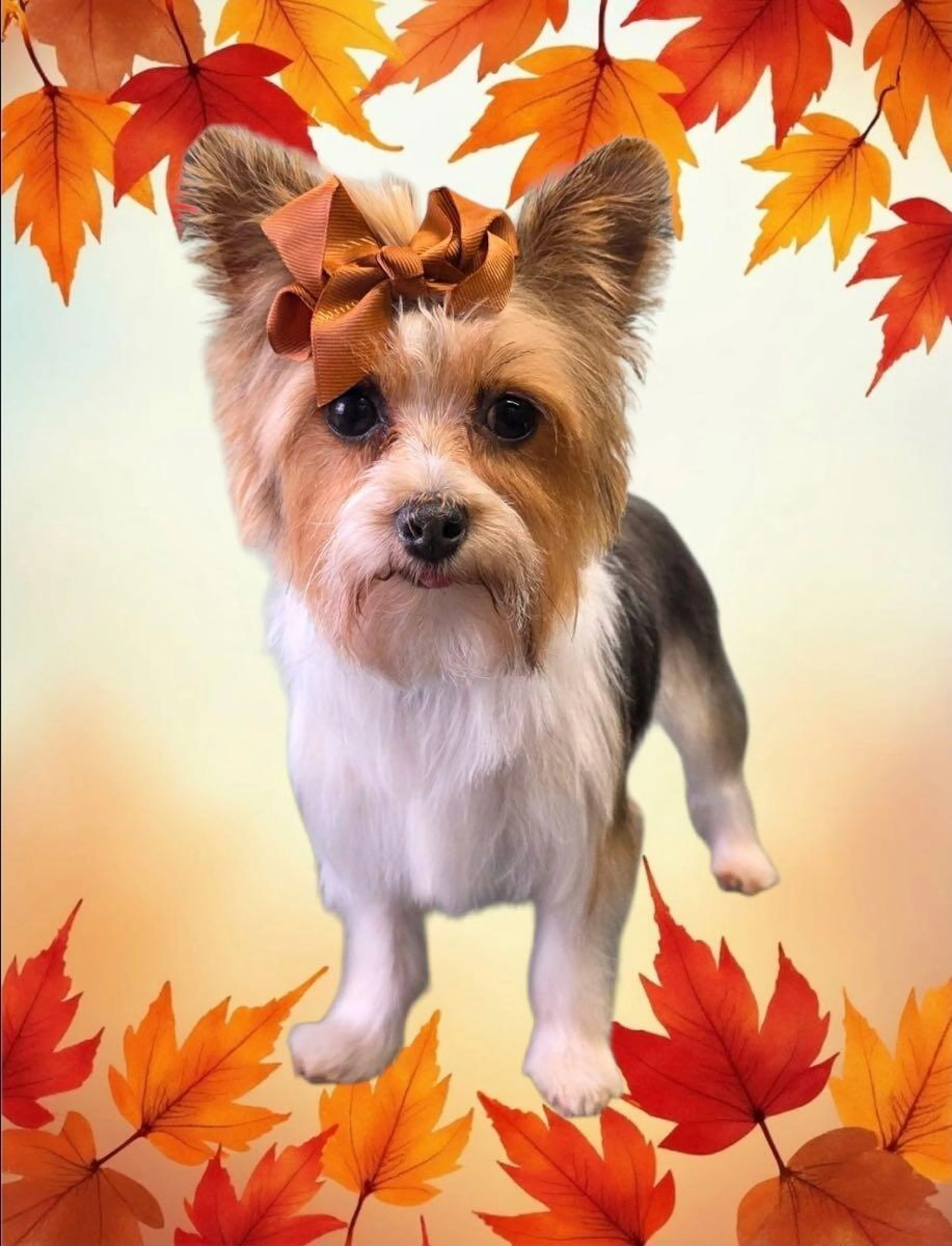 cdn image