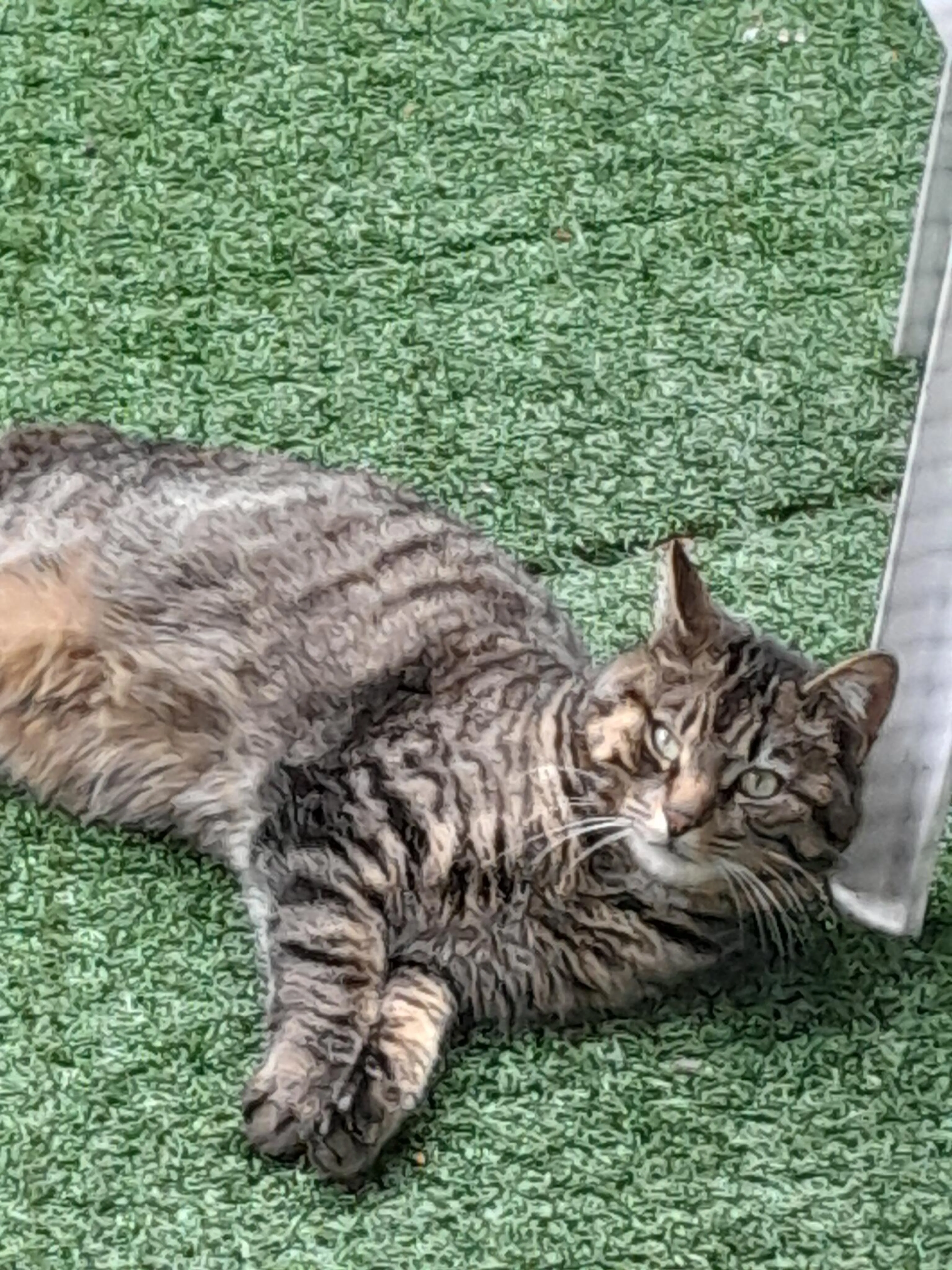 Found pet
