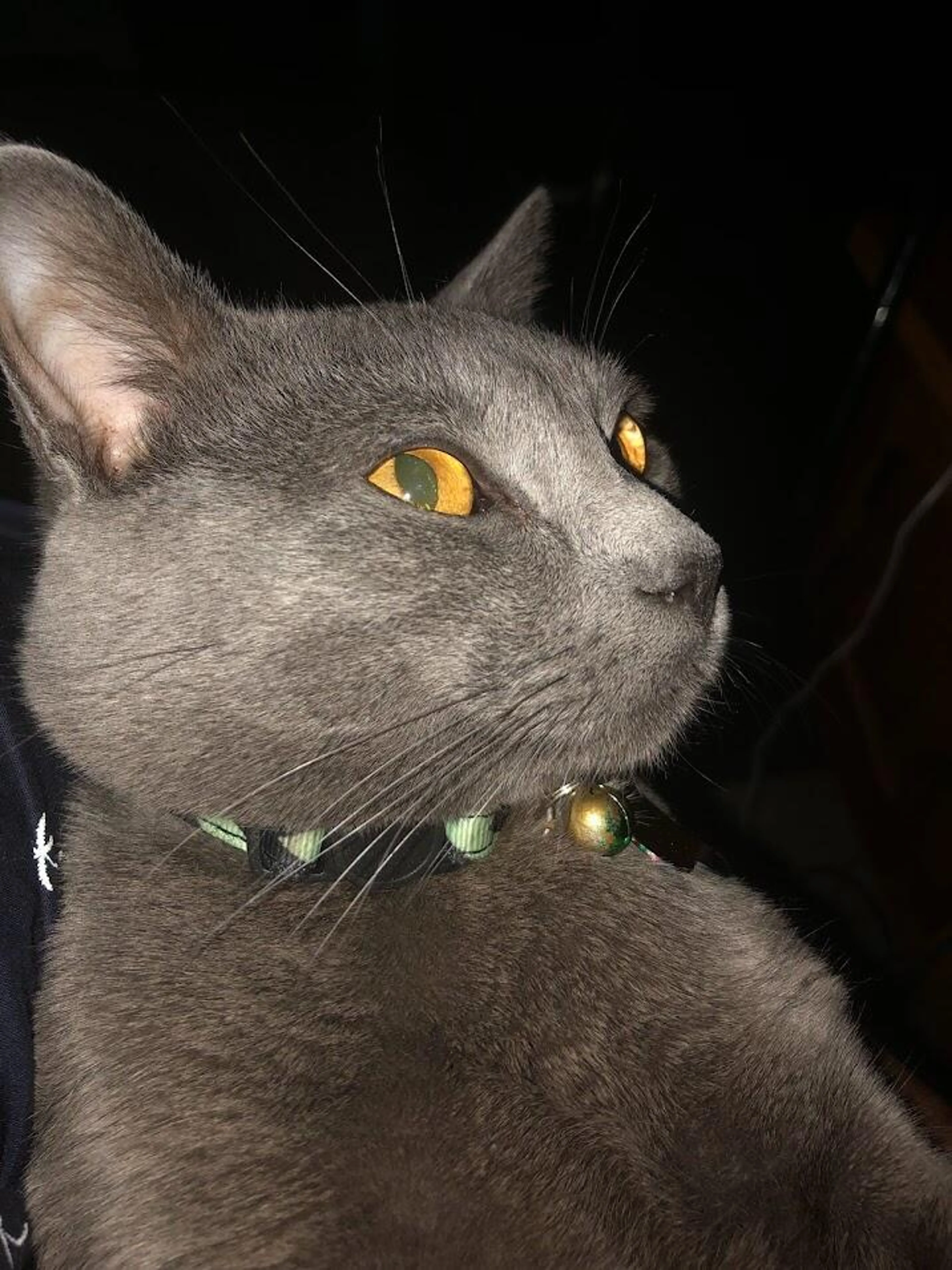 Lost pet