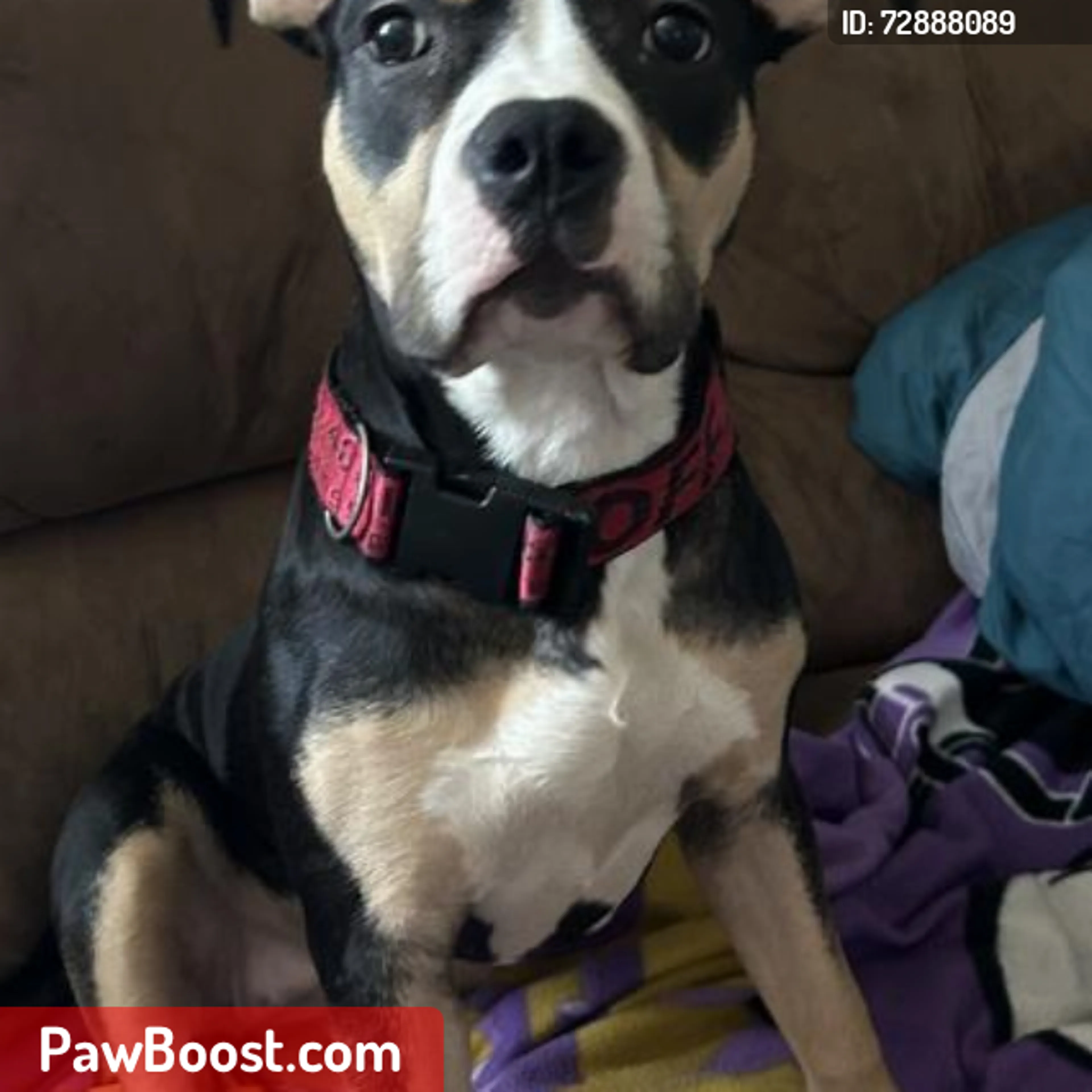 Lost pet