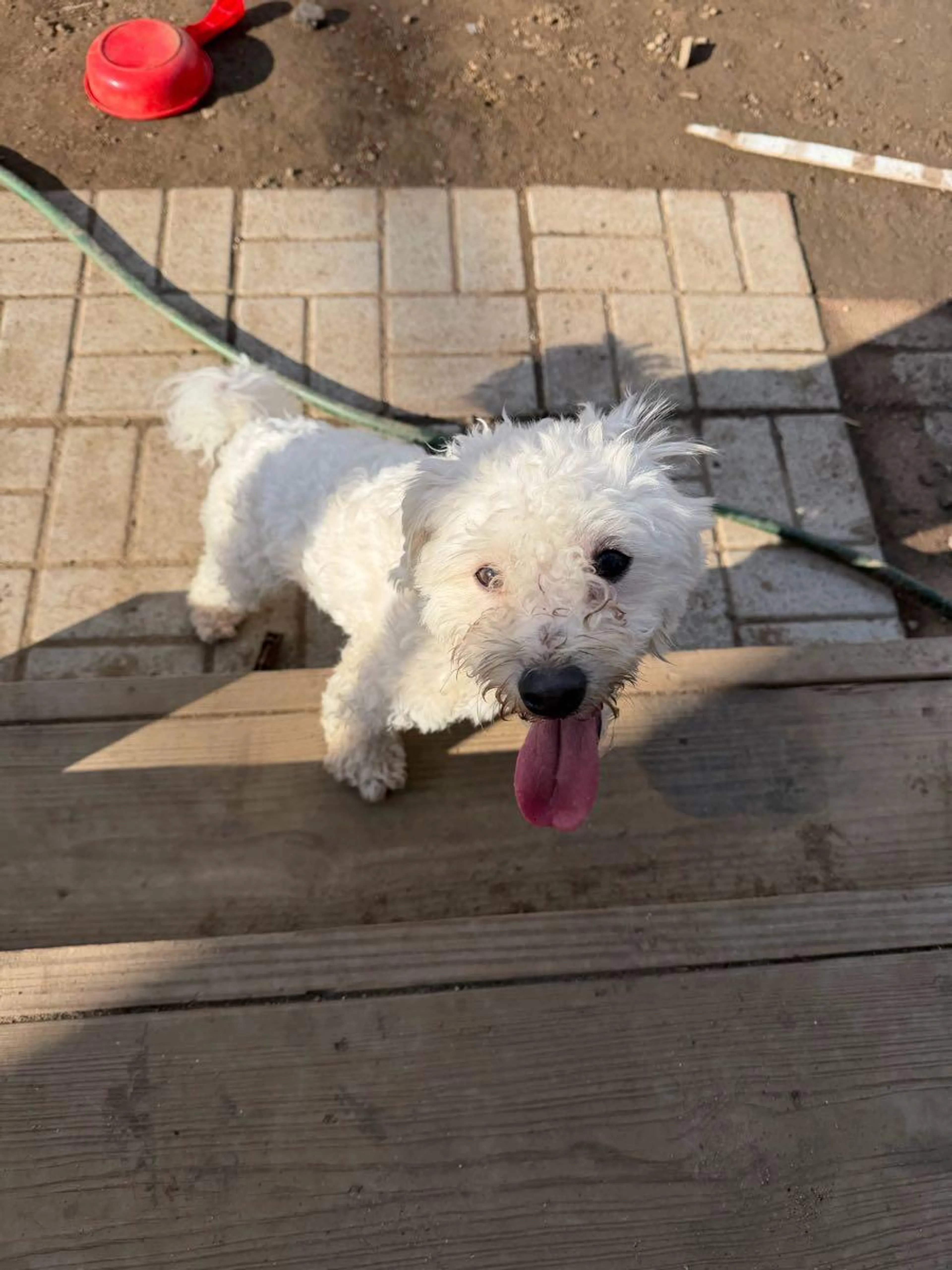 Found pet