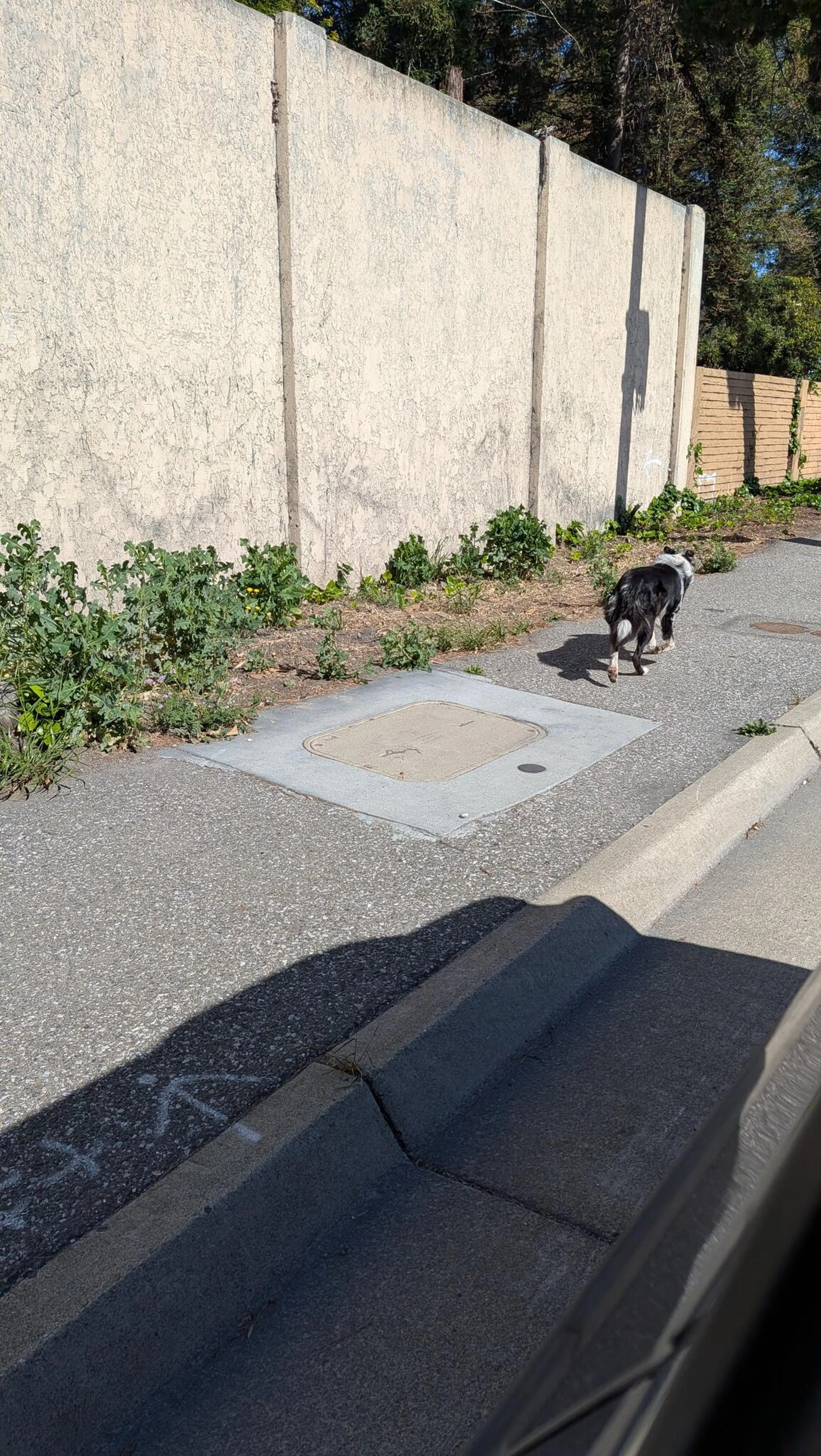 Lost pet