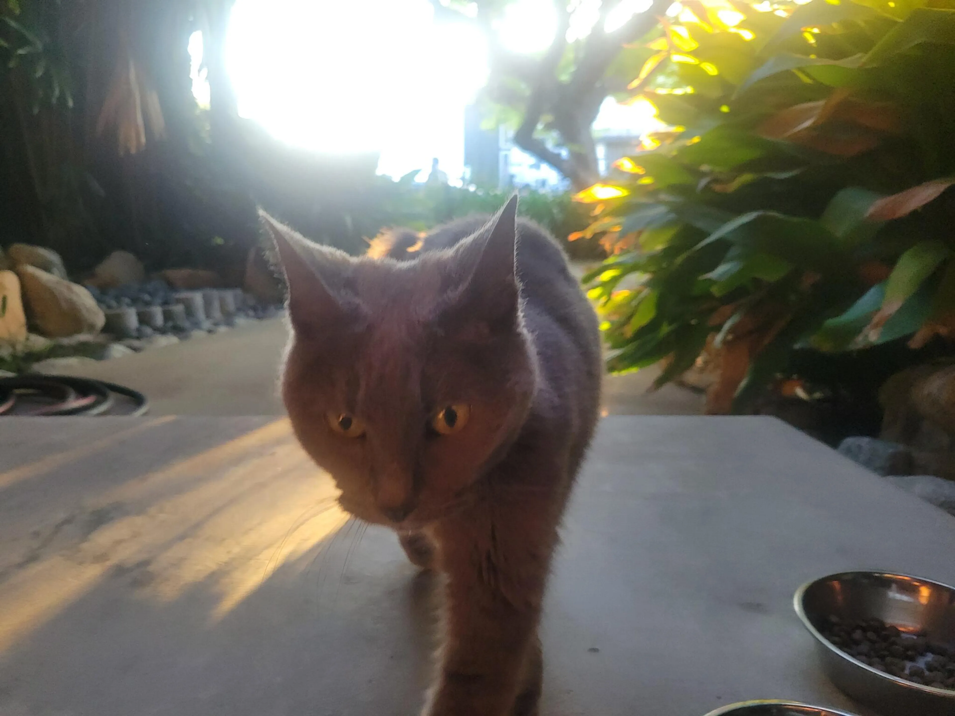 Found pet