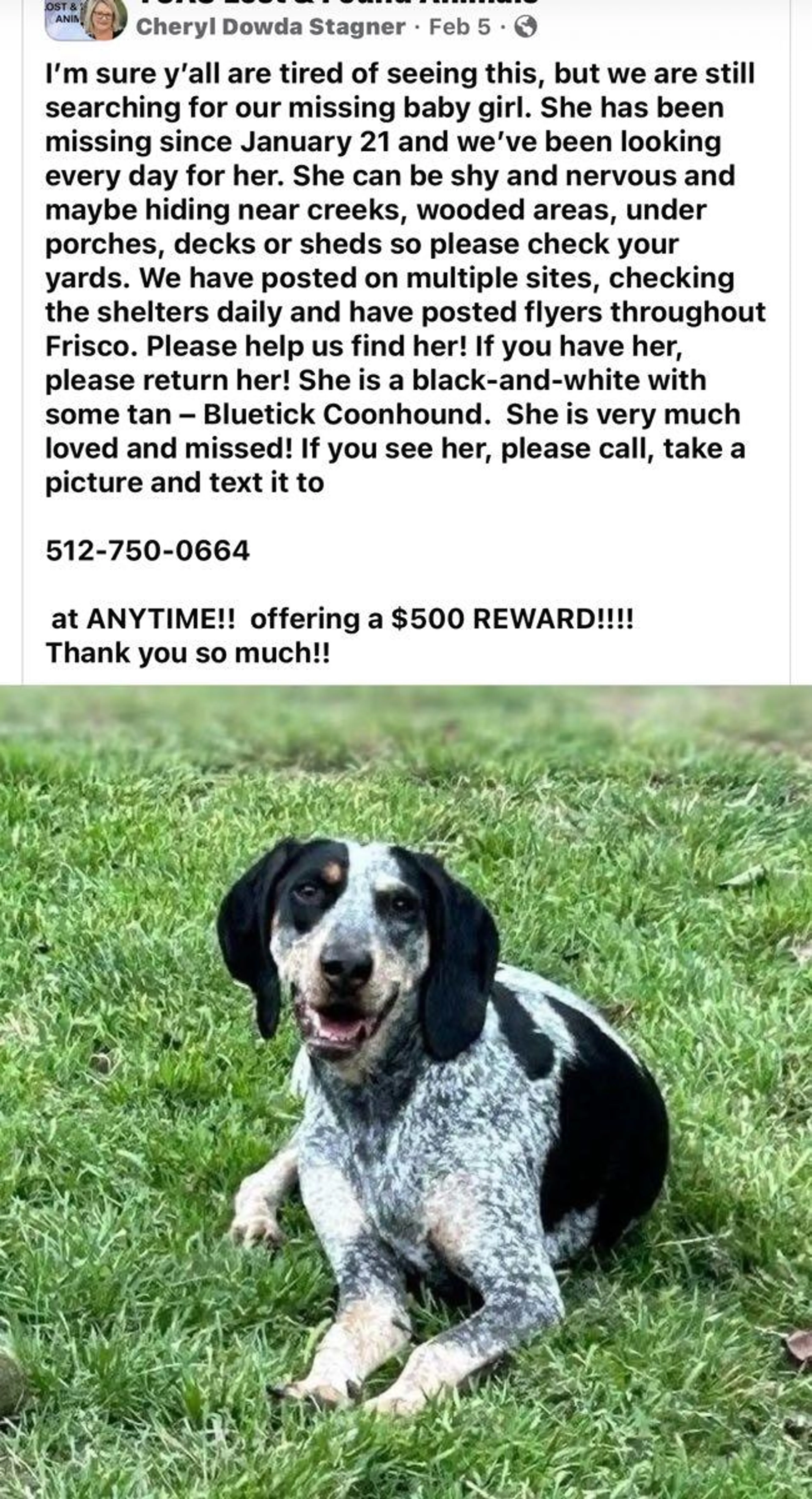 Lost pet