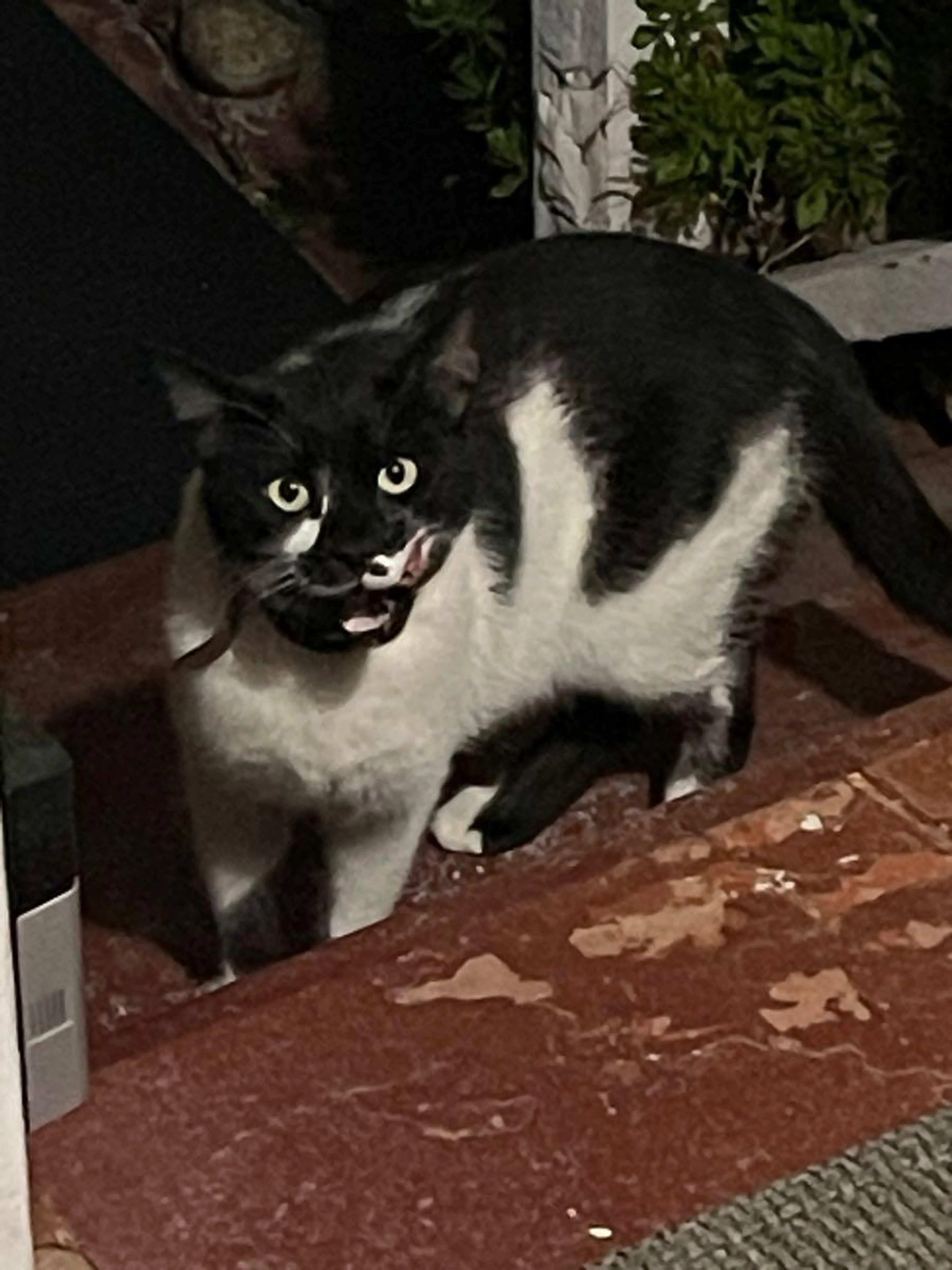 Found pet