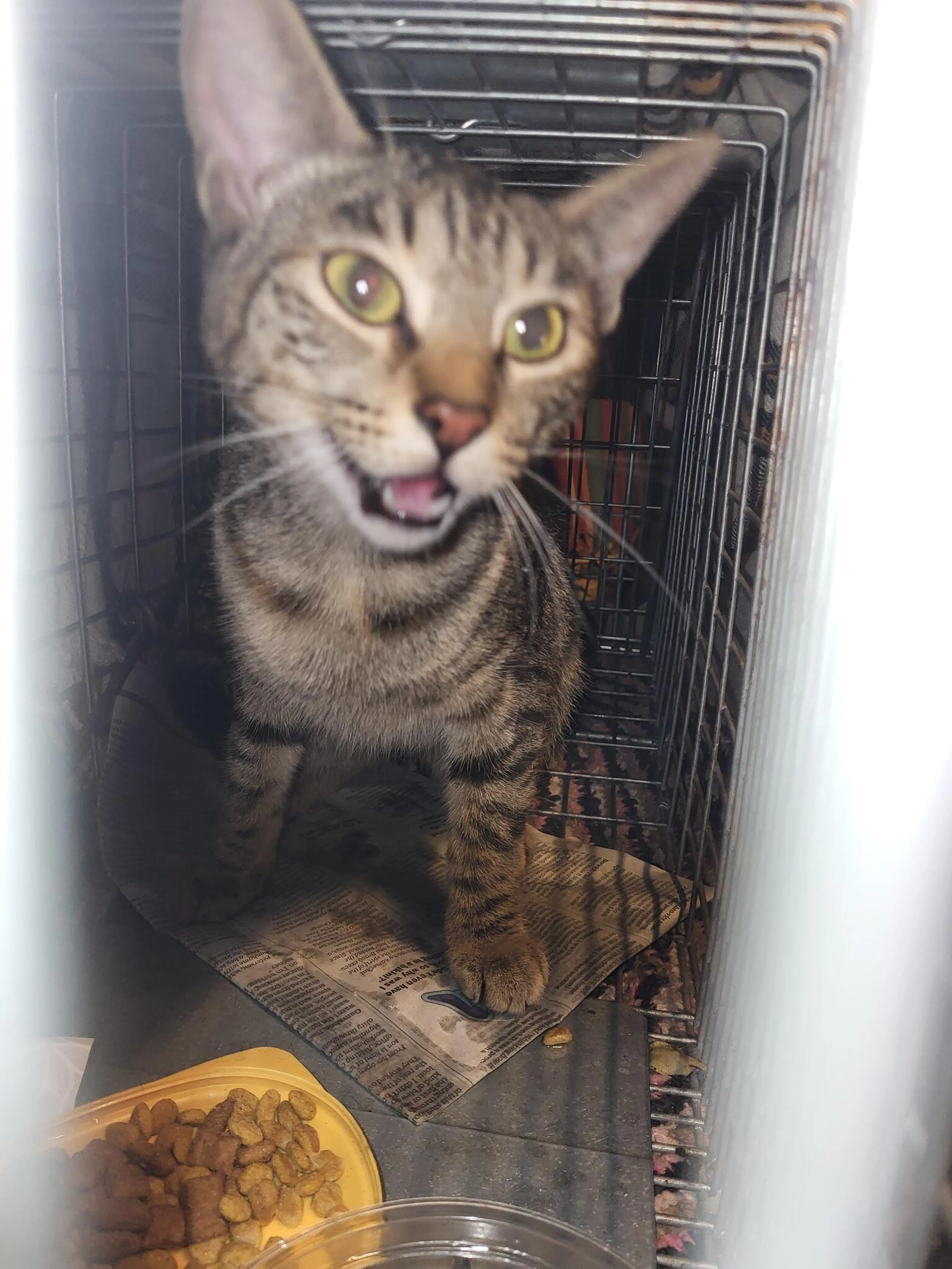Found pet