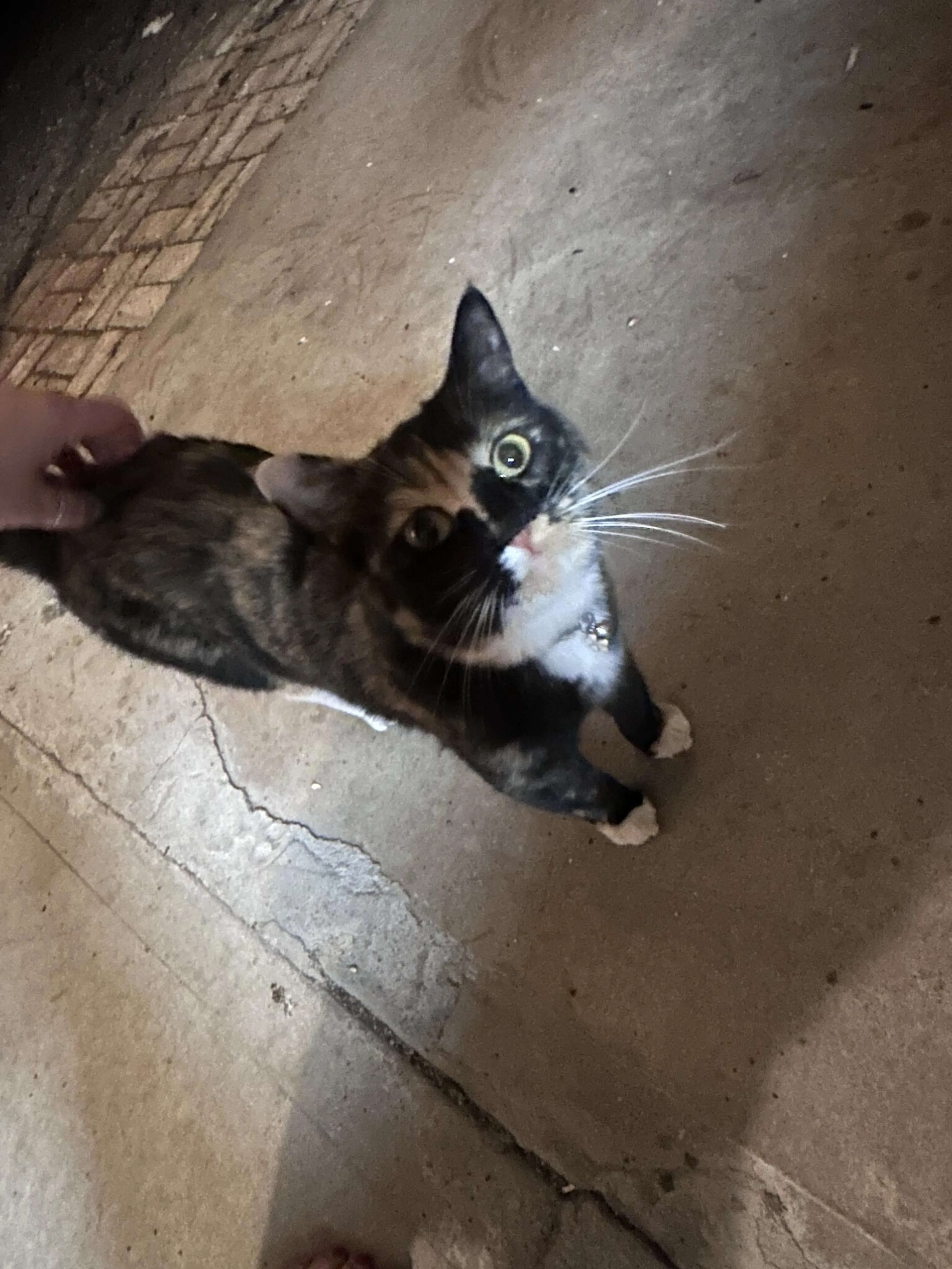 Found pet