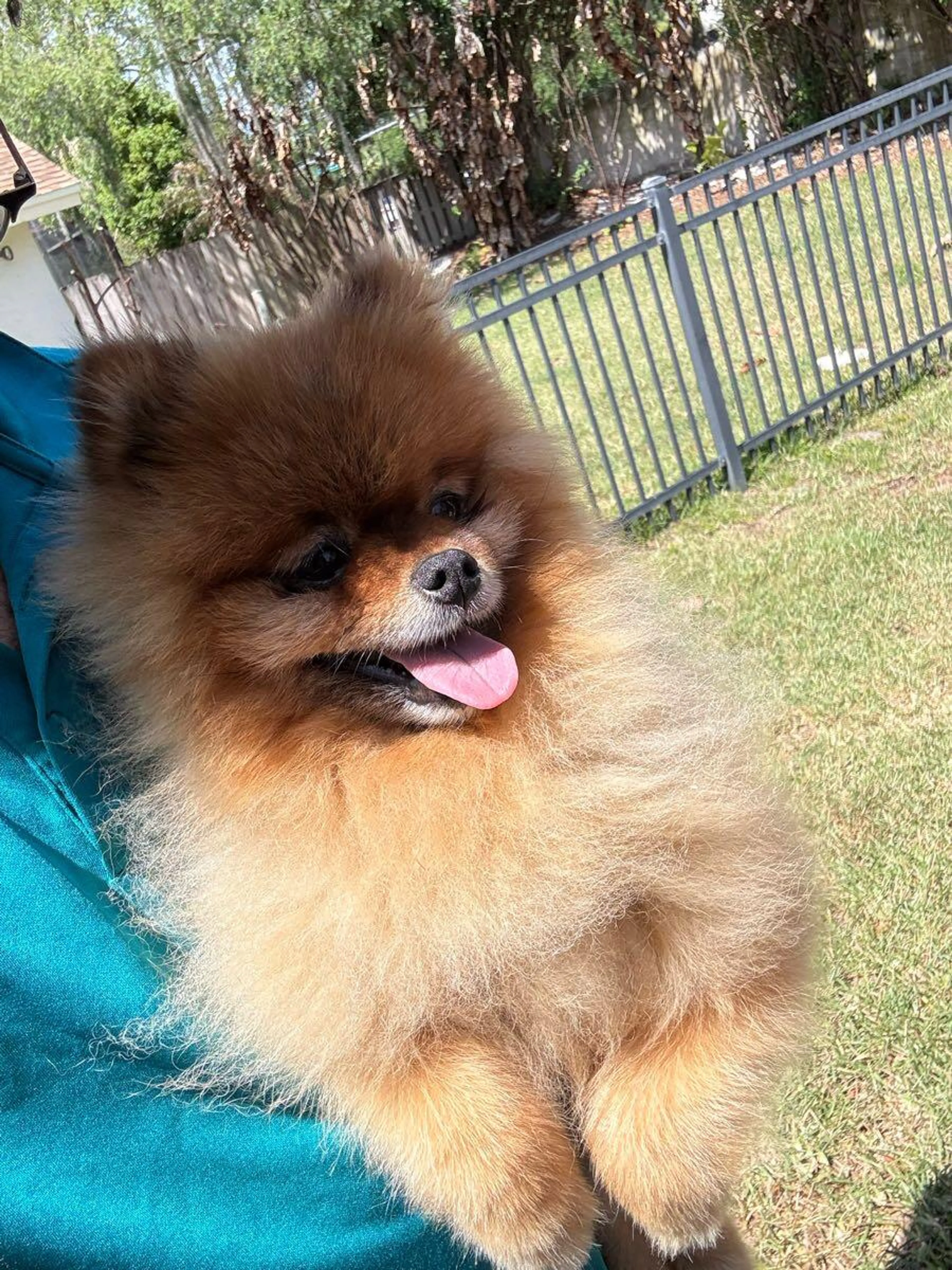 Lost pet