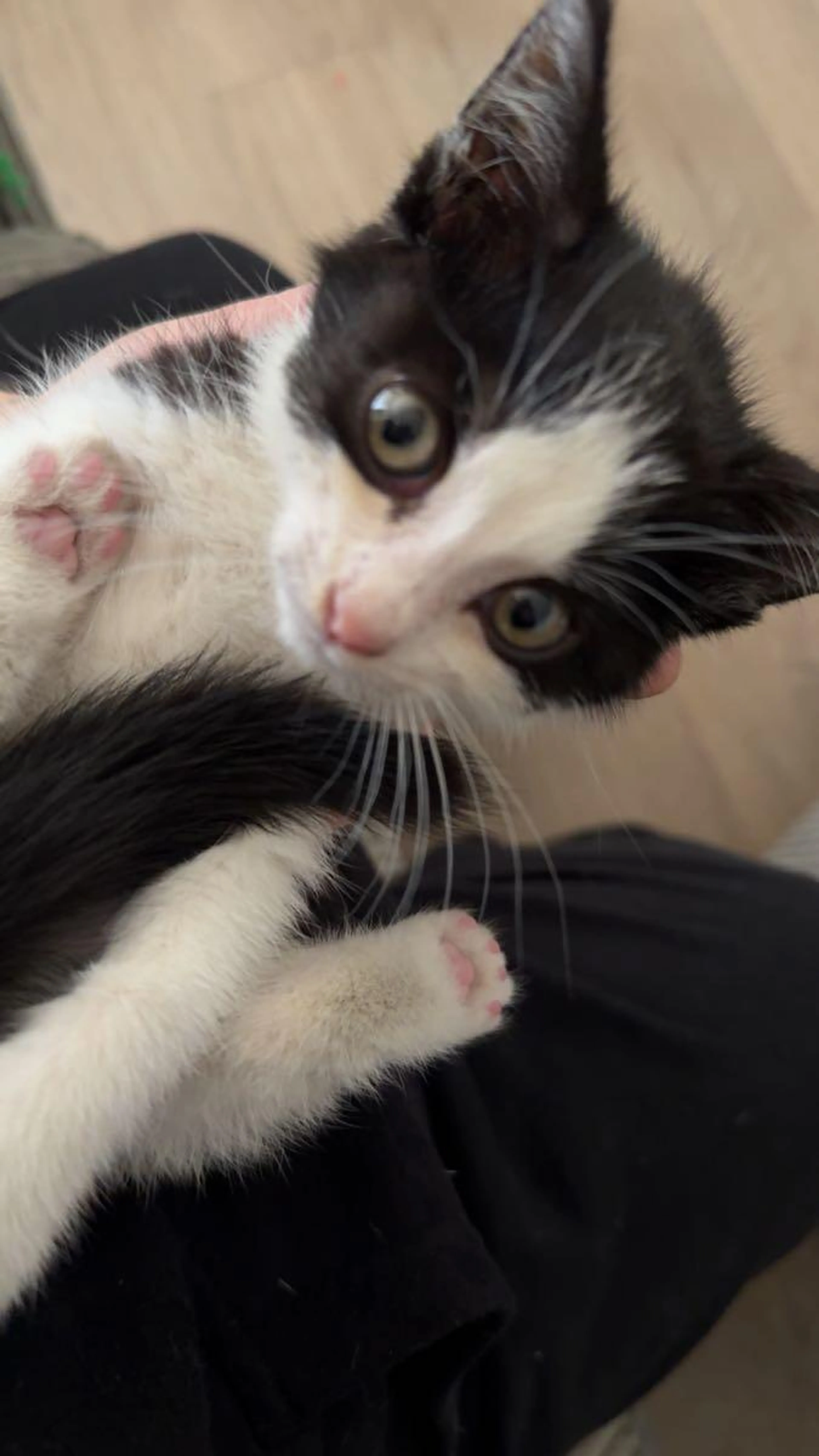 Found pet