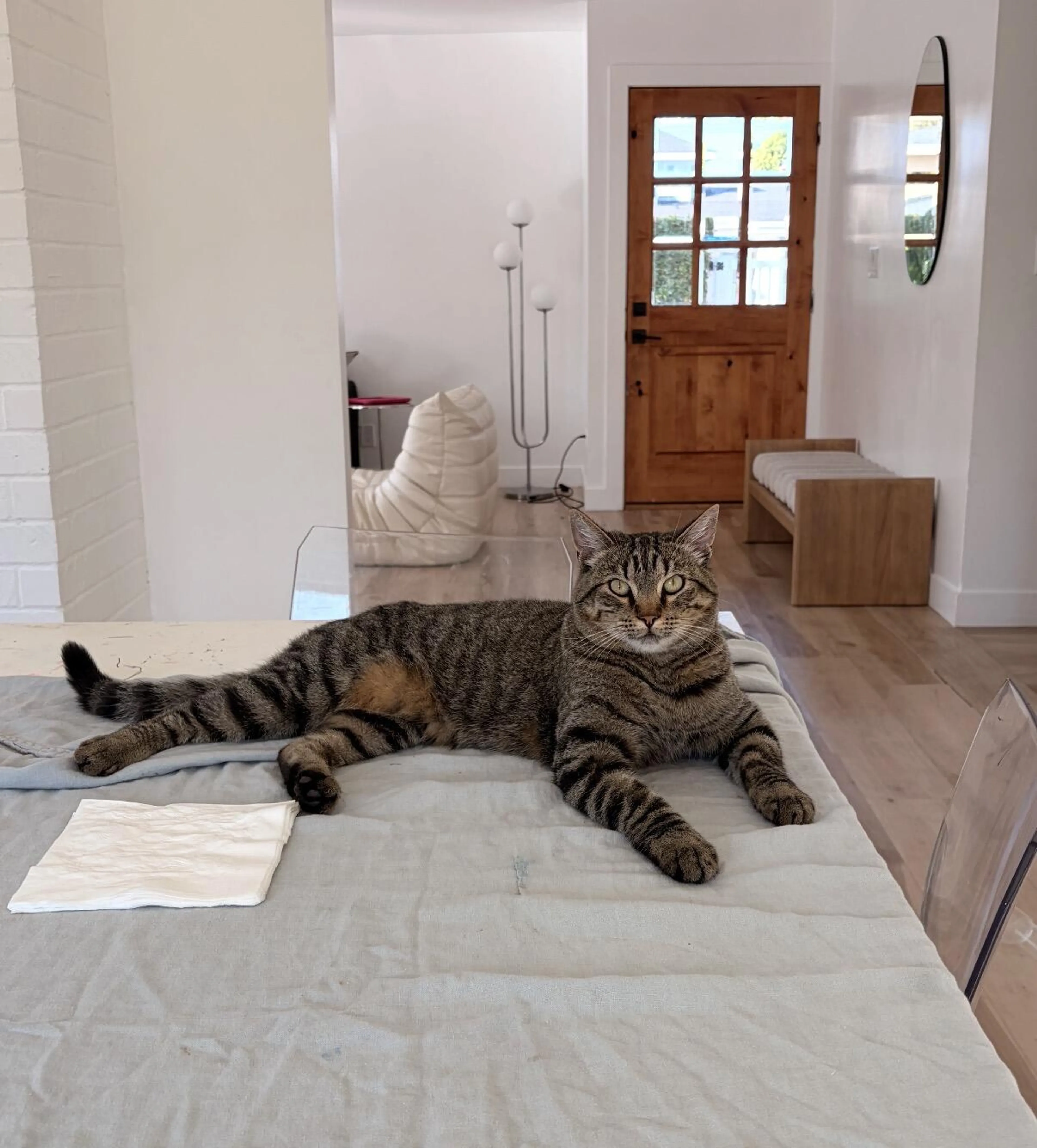 Lost pet