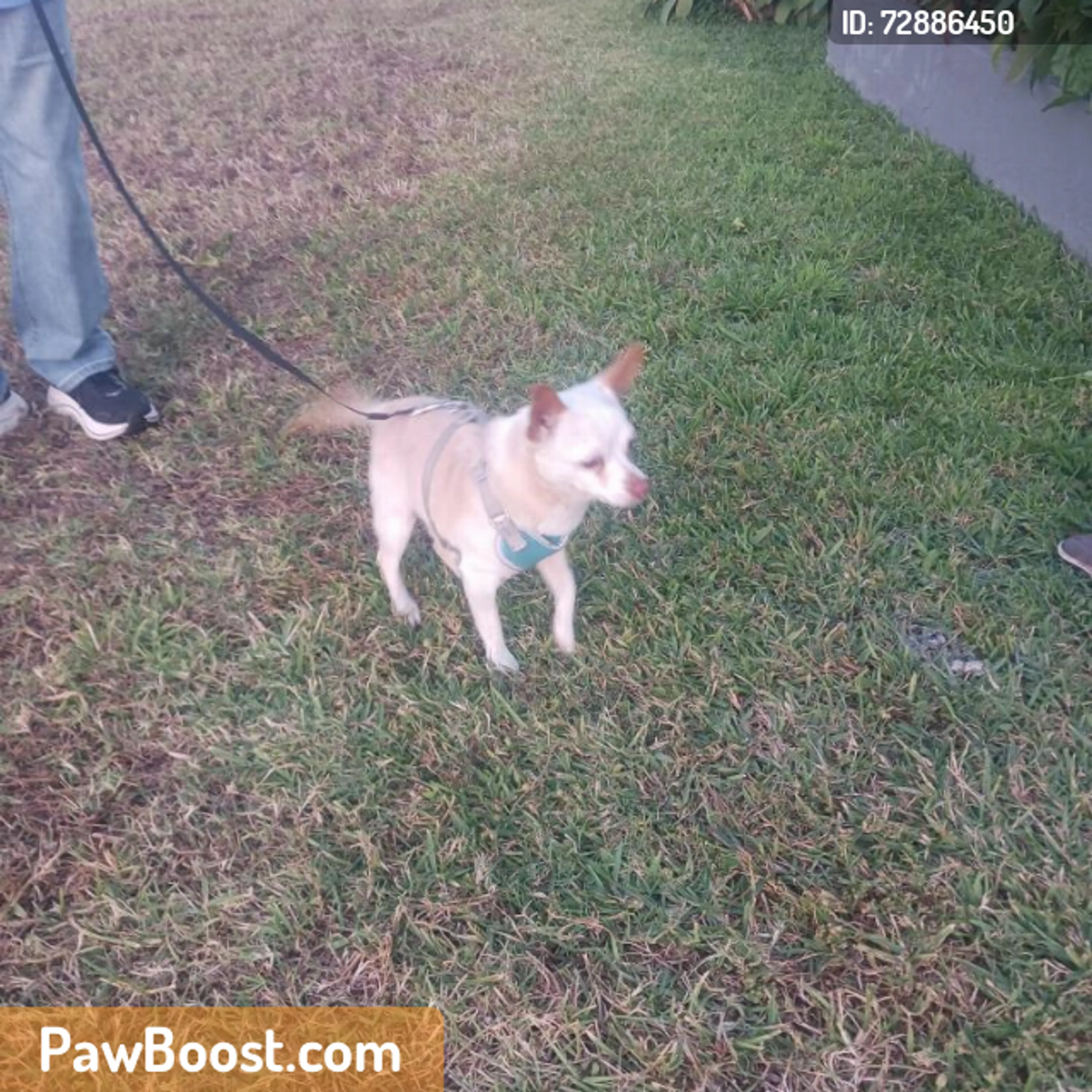 Found pet