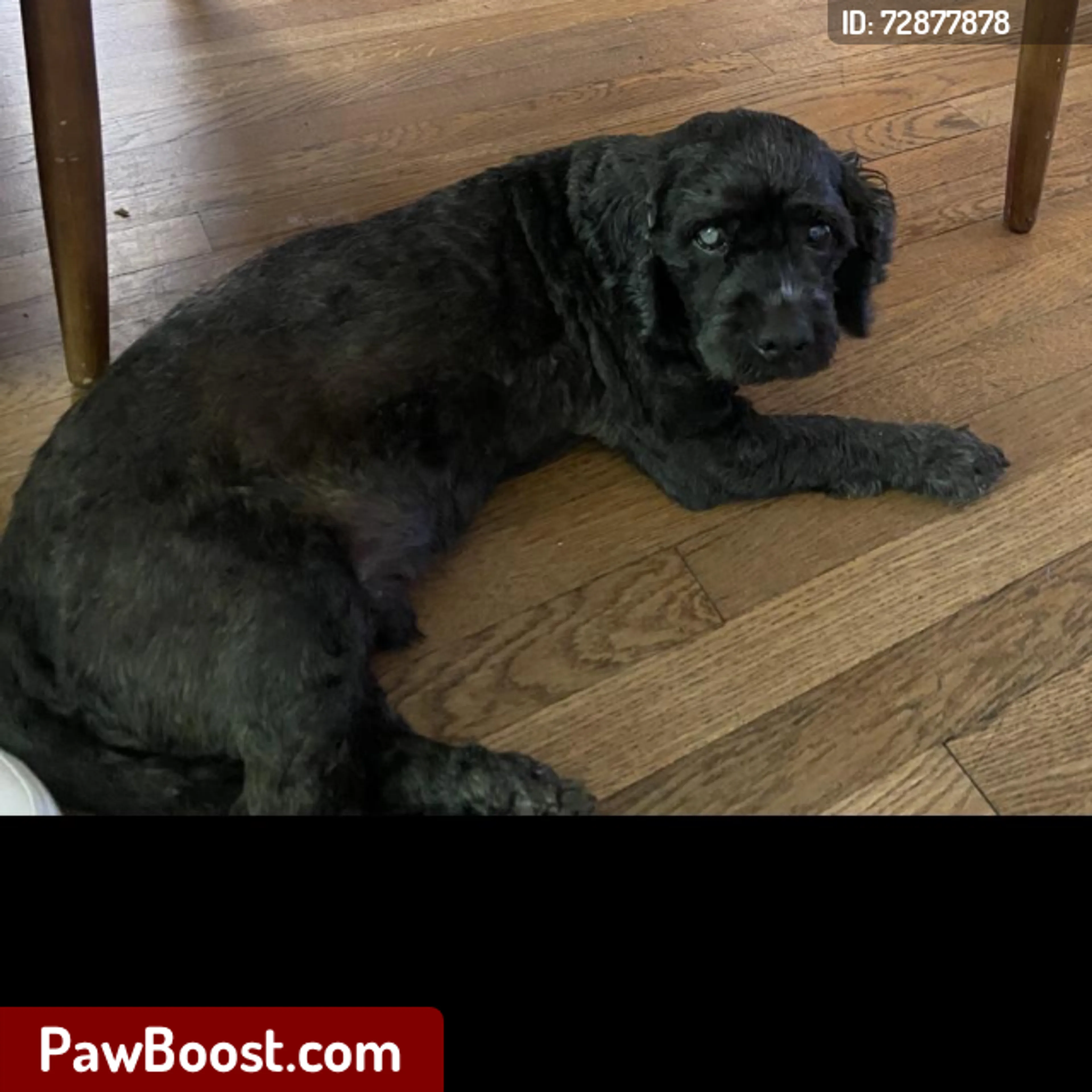 Lost pet