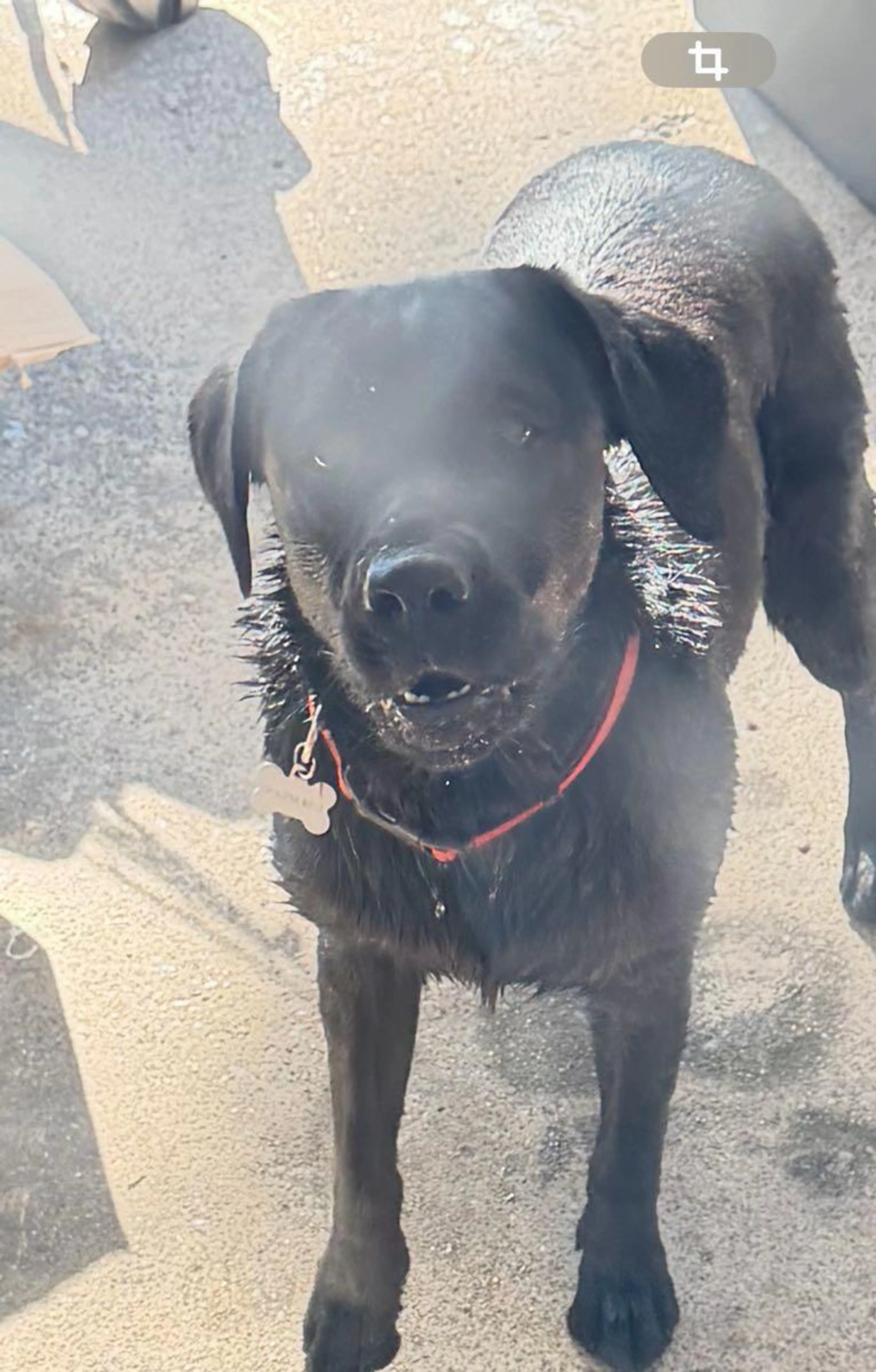 Found pet