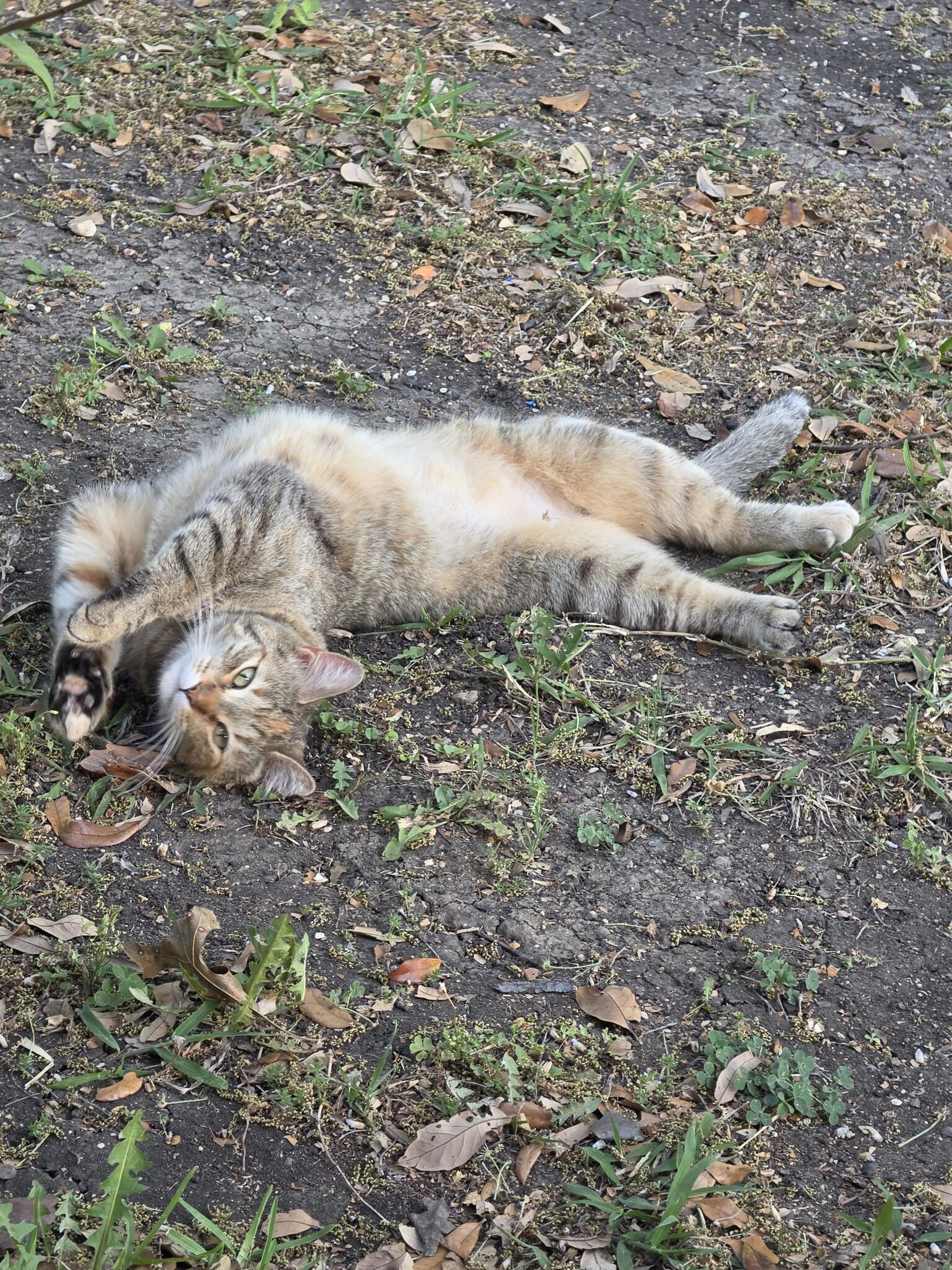 Lost pet