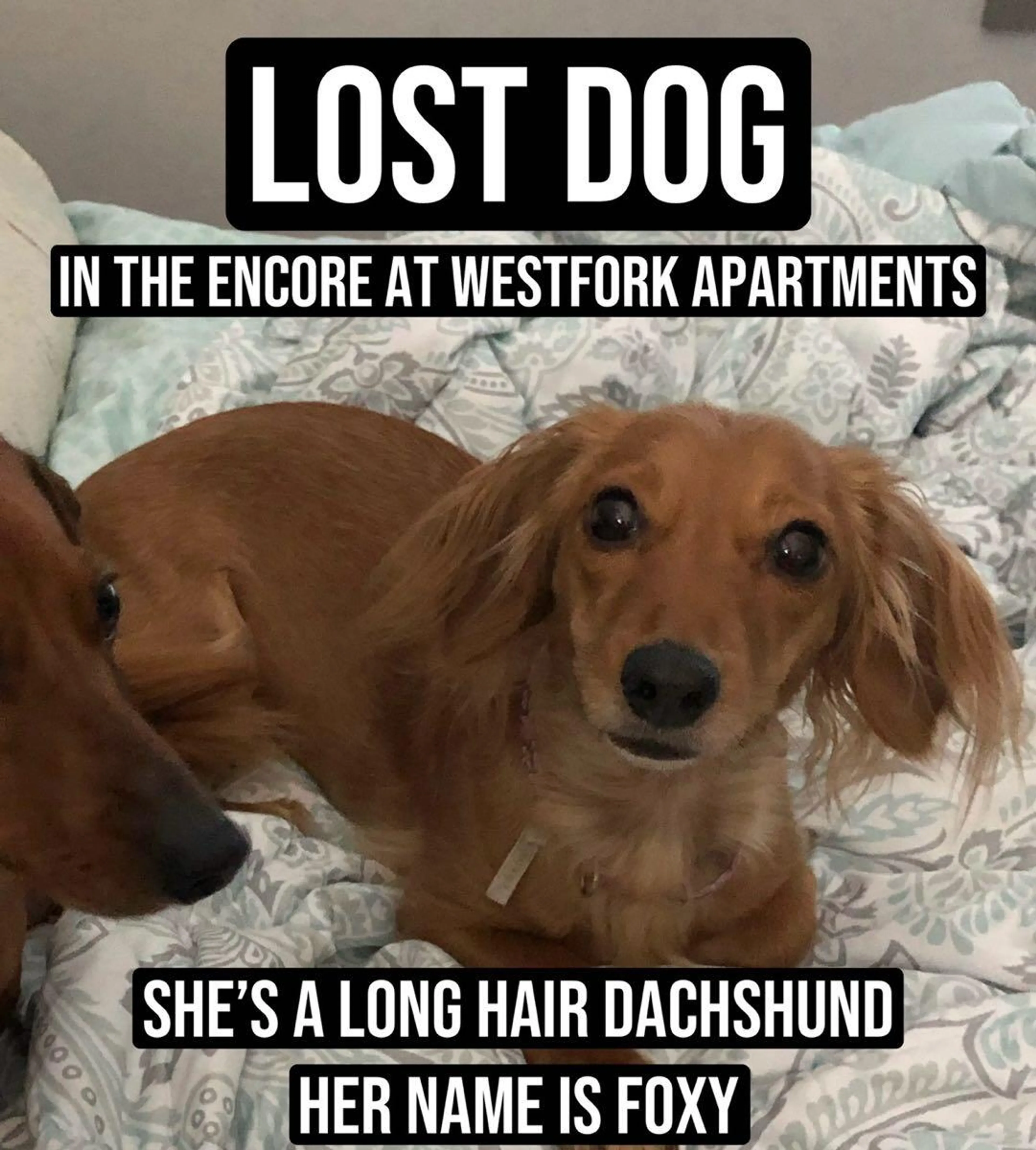 Lost pet