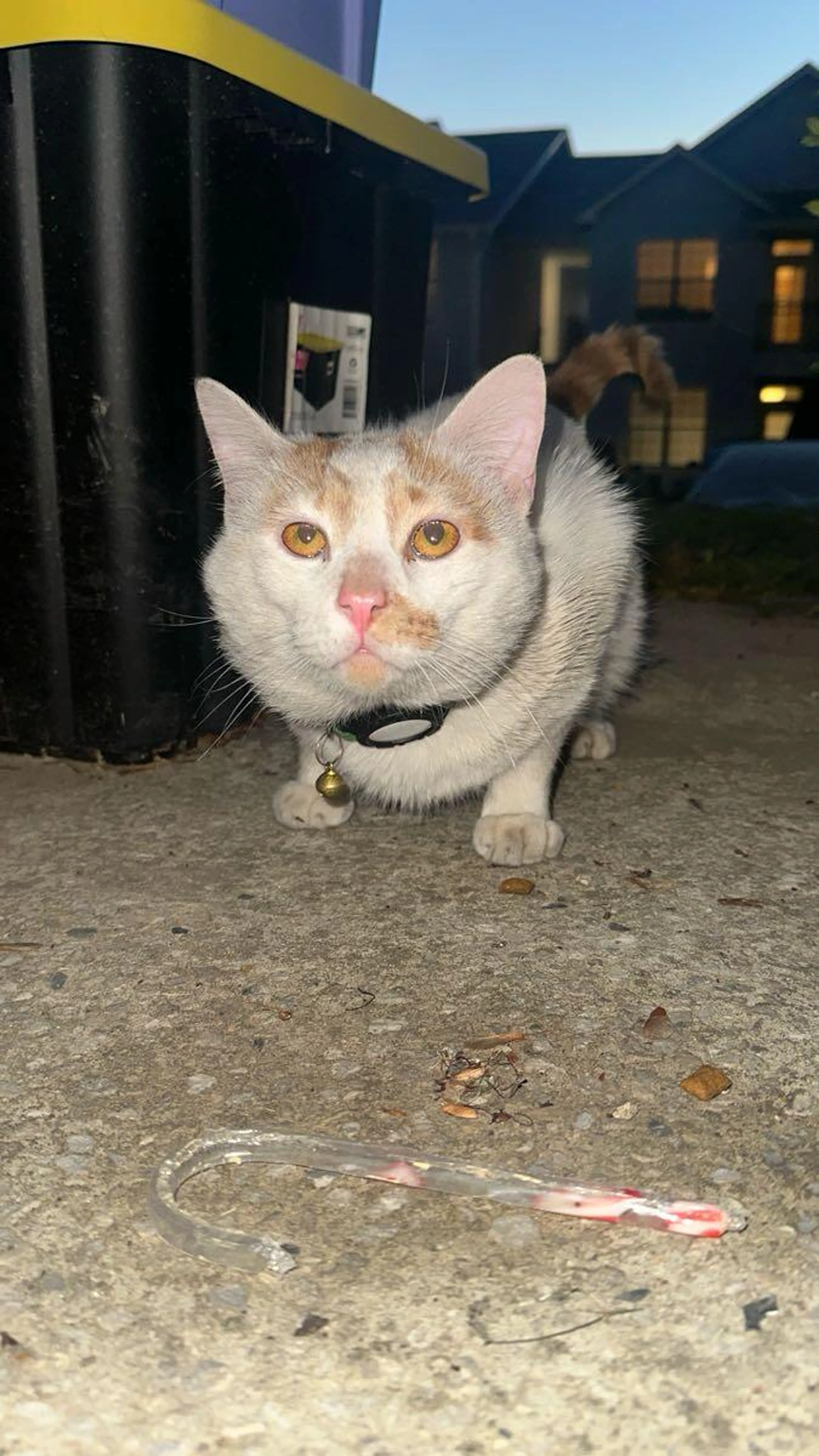 Found pet
