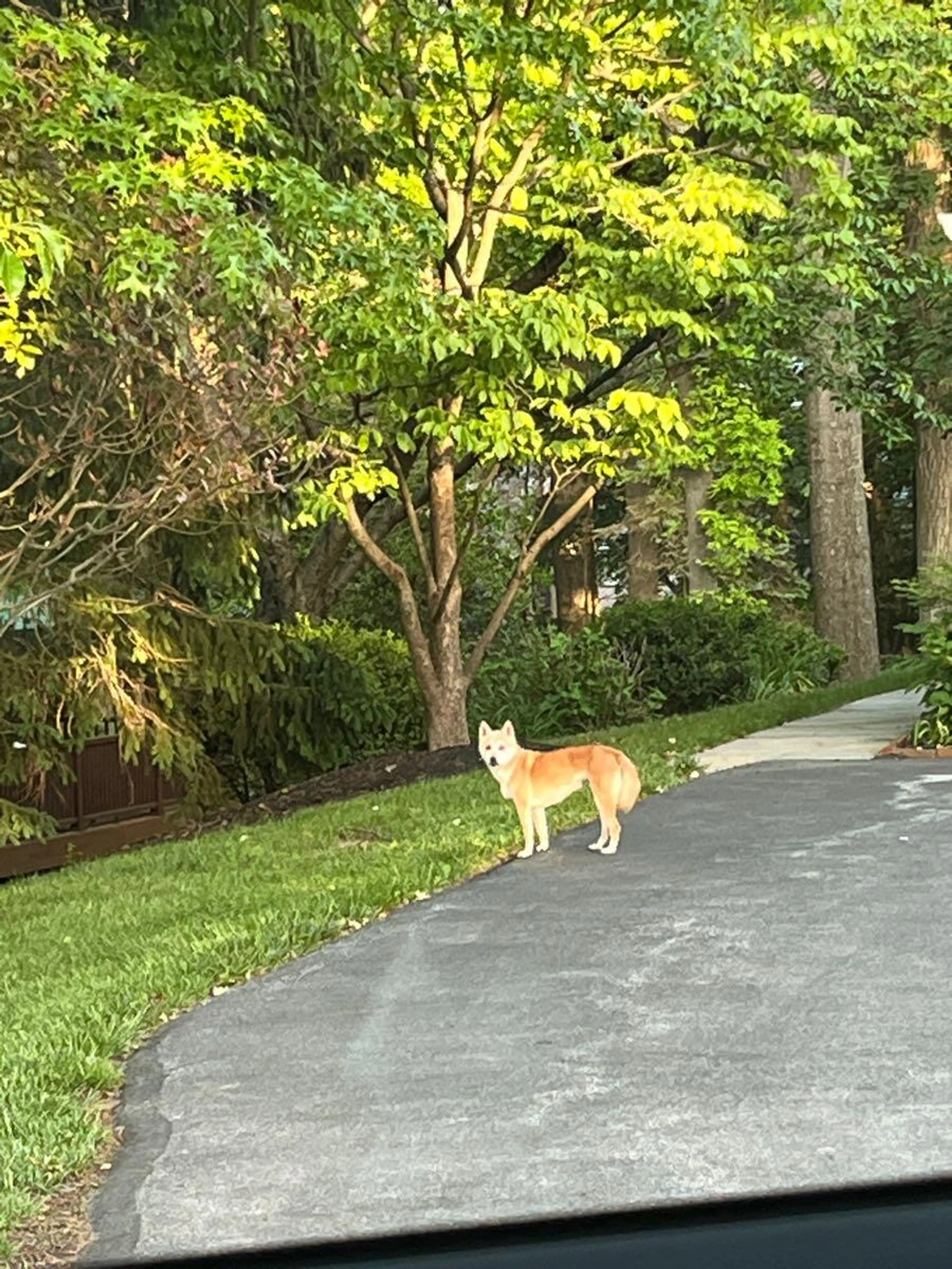 Found pet