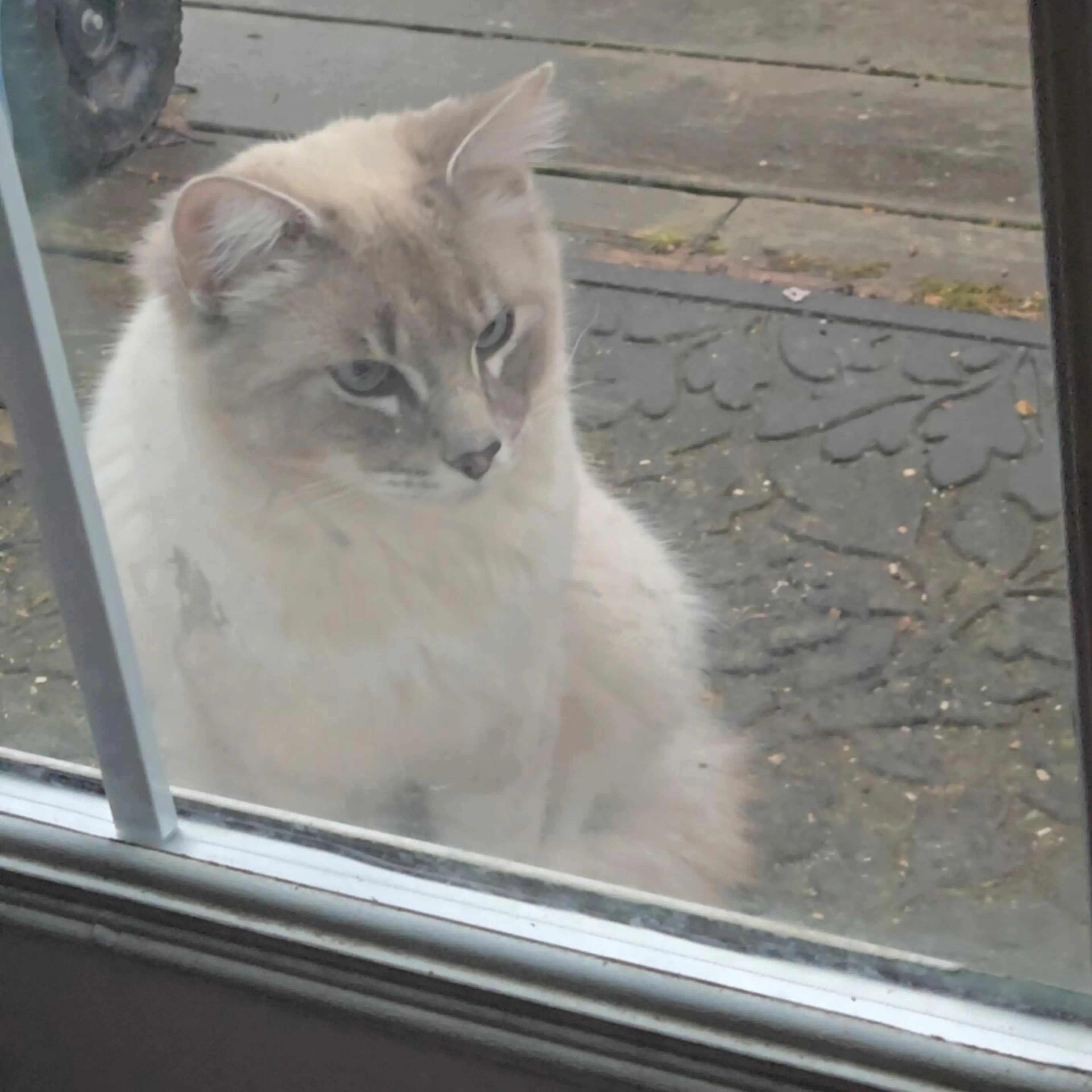 Found pet