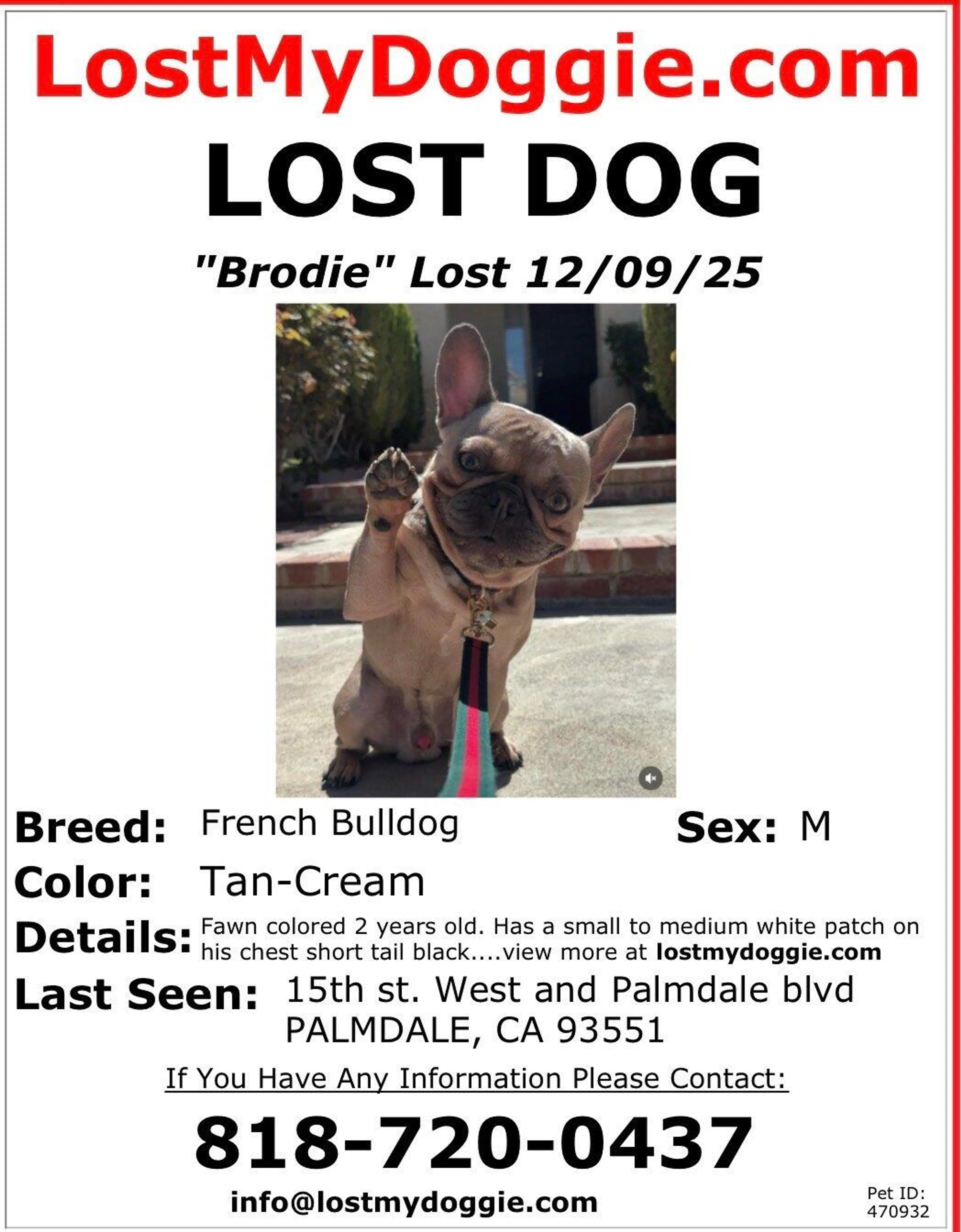 Lost pet