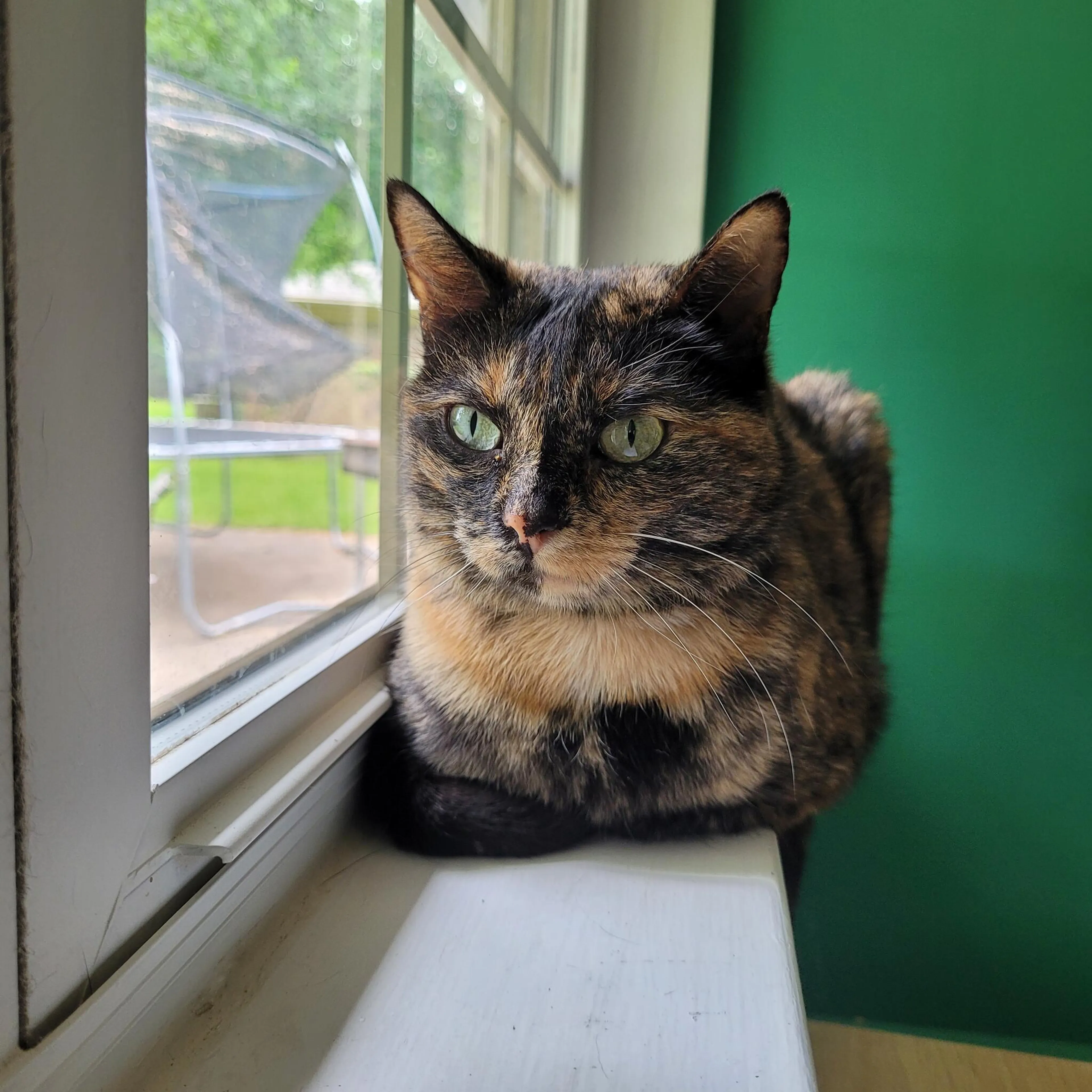 Lost pet