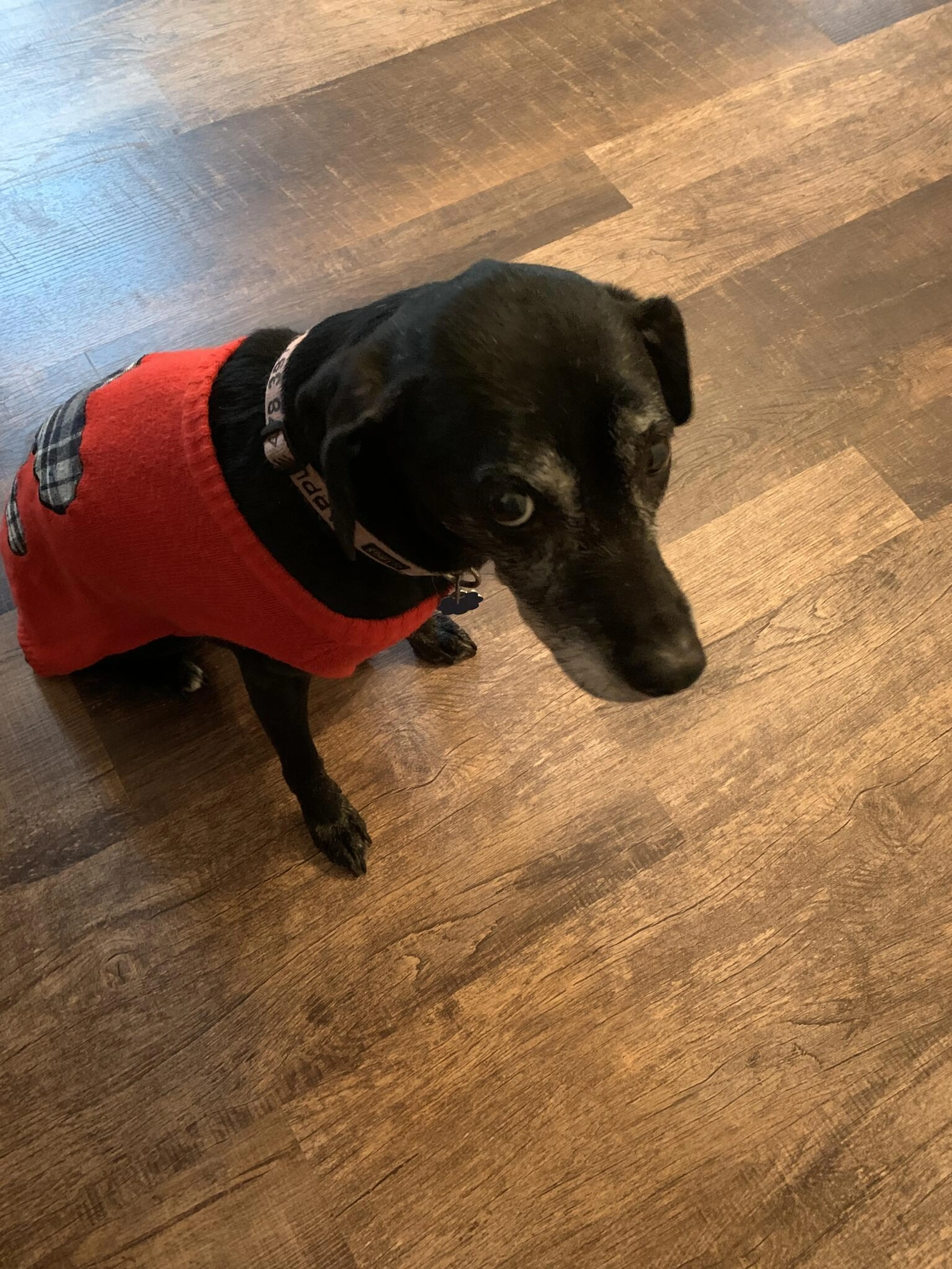 Lost pet